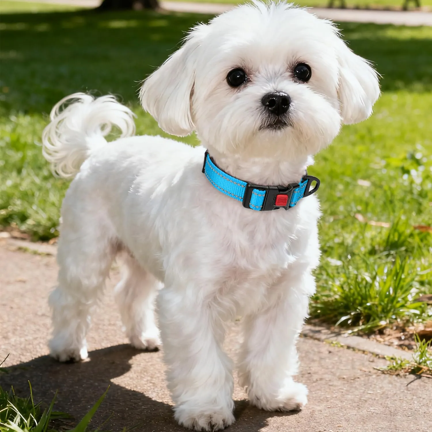 Taglory Collare per Cani in Nylon Imbottito Regolabile Riflettente, Taglia S, Cielo Blu - immagine 2
