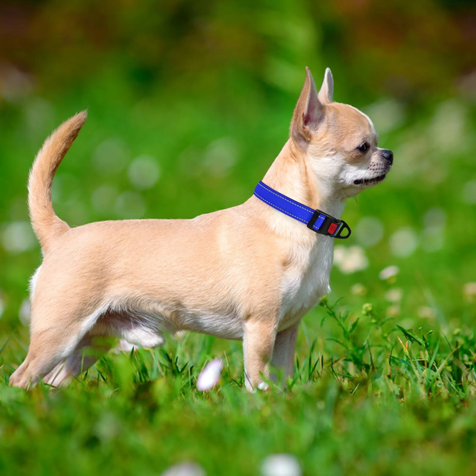 Taglory Collare per Cani in Nylon Imbottito, Riflettente e Regolabile, Blu Scuro, XS - immagine 2