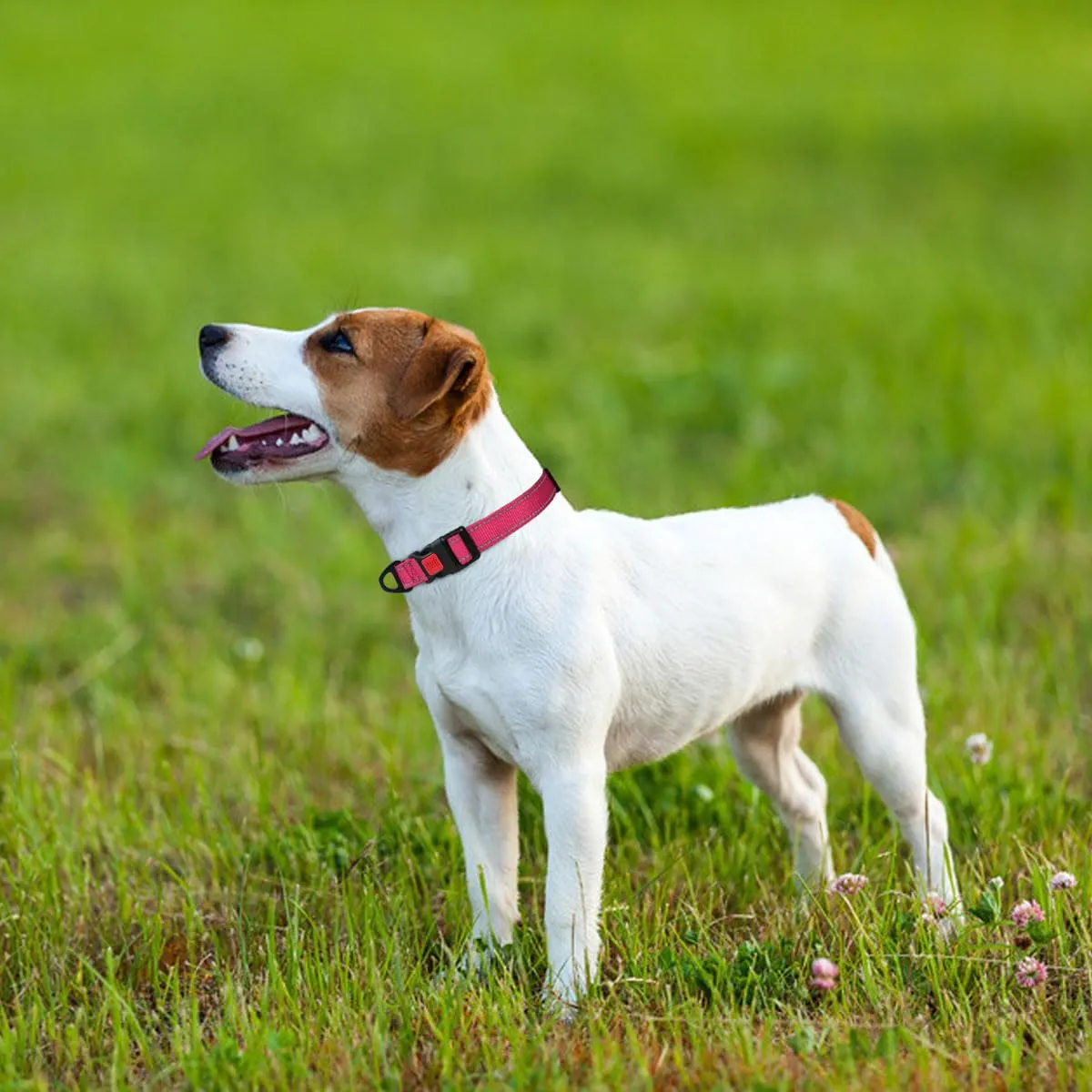 Taglory Collare per Cani in Nylon Imbottito Regolabile e Riflettente, Taglia S, Rosa Caldo - immagine 2