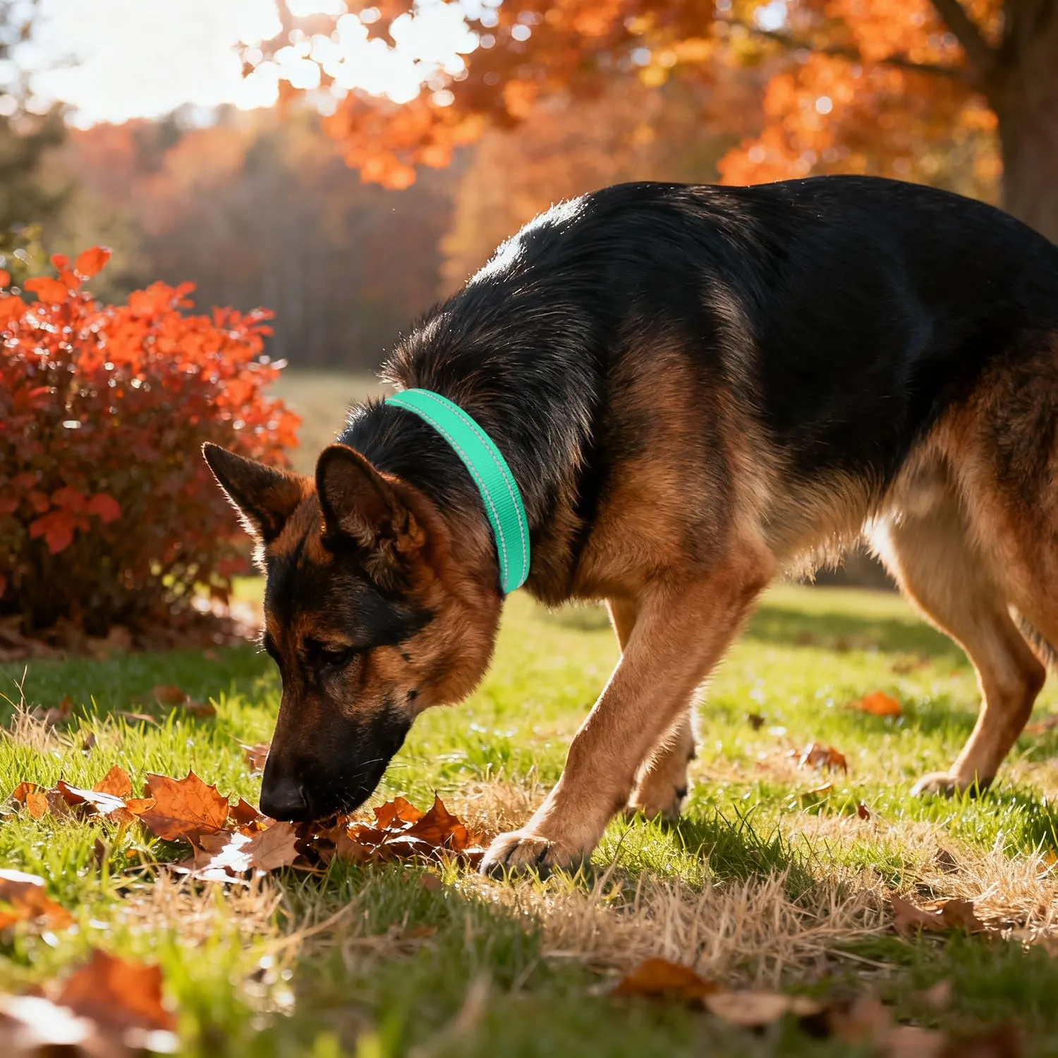 Taglory Collare per Cani in Nylon Imbottito Riflettente, Taglia XL, Turchese - immagine 2