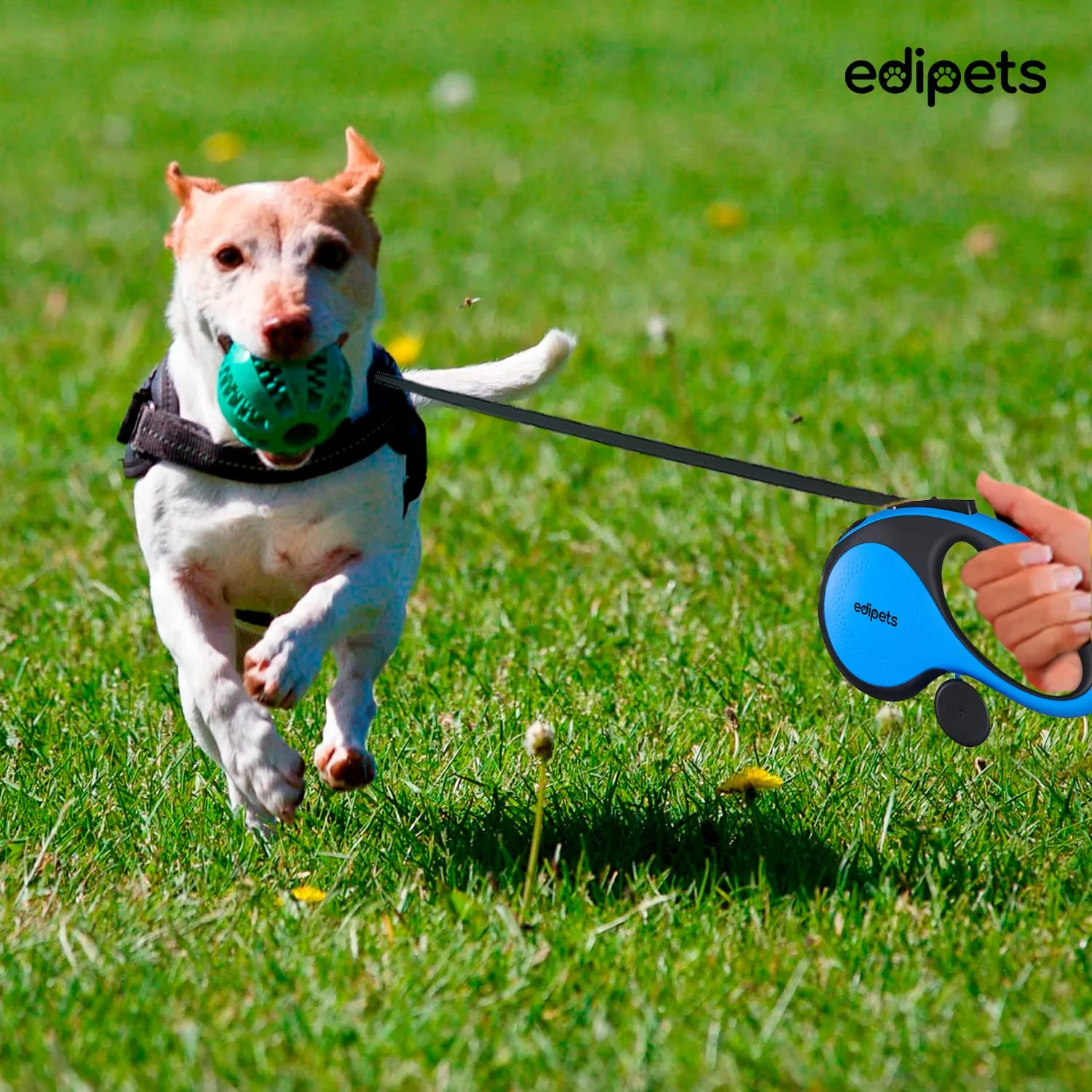 Edipets Guinzaglio per Cani Retrattile, 5 Metri, Blu - immagine 6