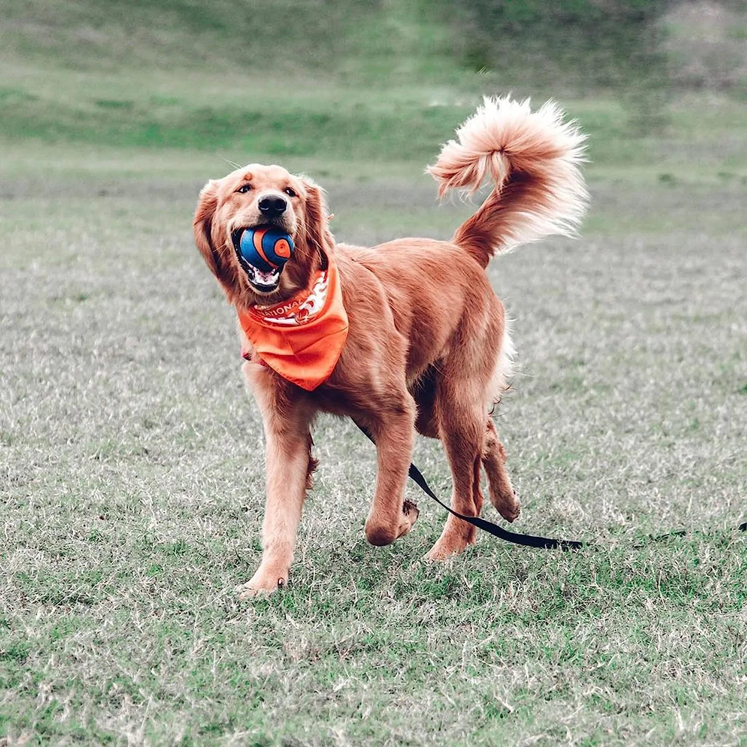 Chuckit! Ultra Squeaker Ball, L - immagine 2