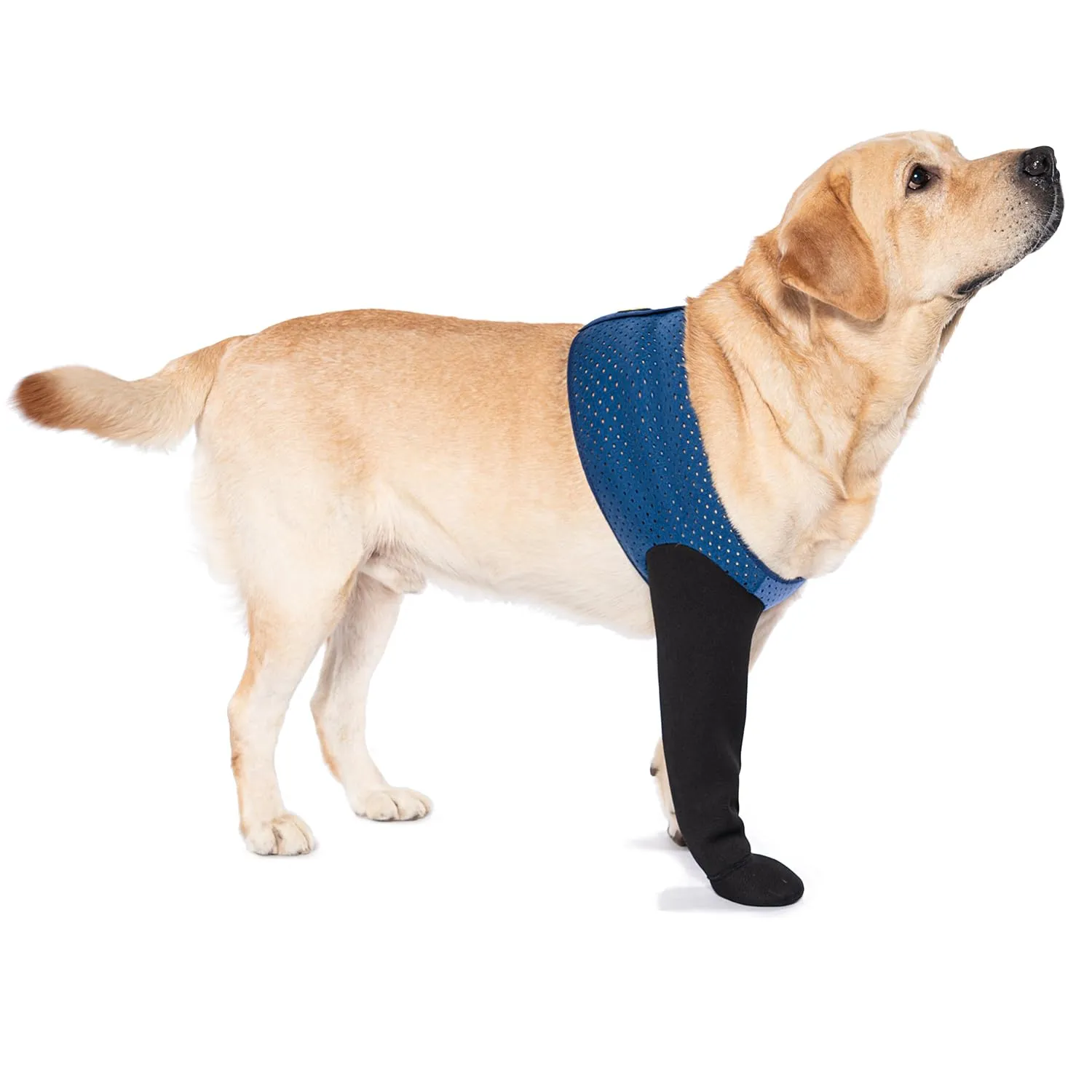 COODEO Calzini Protettivi per Cani Antileccatura con Suola Antiscivolo, Impermeabili (Blu, 2XL_Destra) - immagine 1