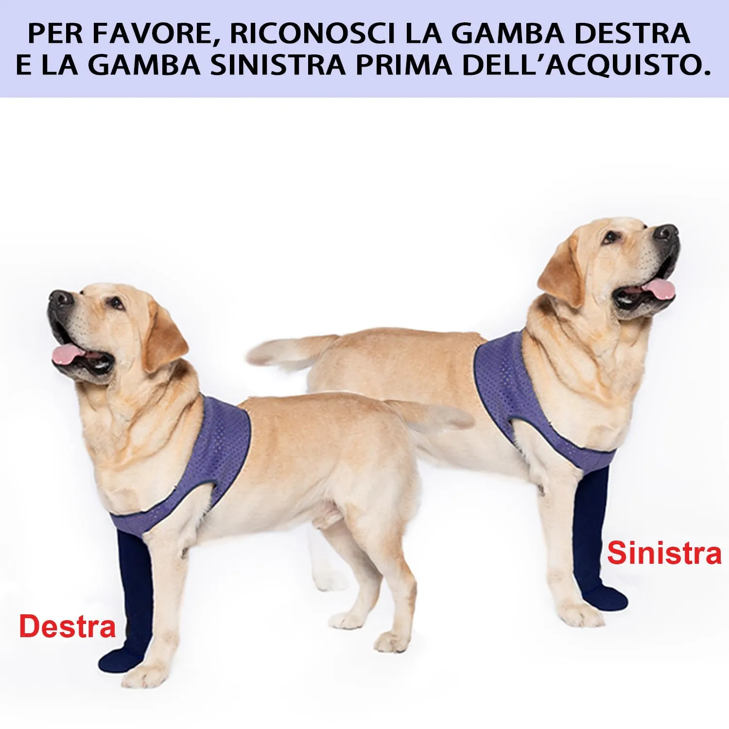 COODEO Calzini Protettivi per Cani Antileccatura con Suola Antiscivolo, Impermeabili (Viola, L_Destra) - immagine 2