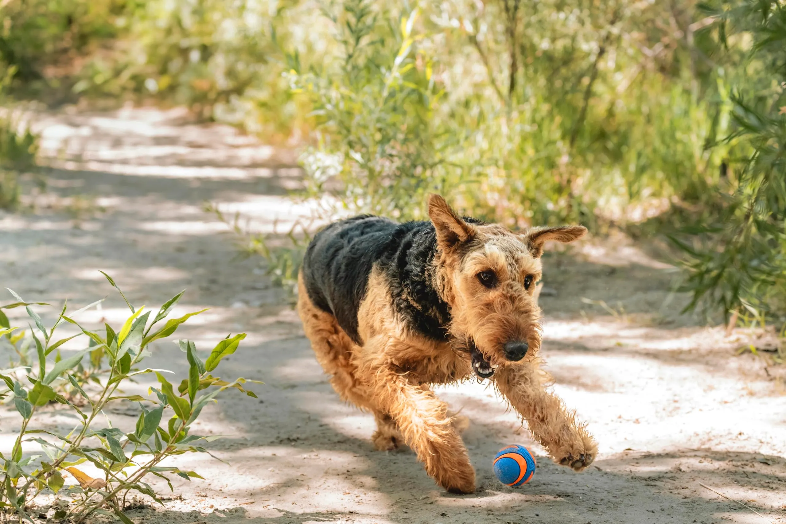 Chuckit! Cane Ultra Squeaker Ball, Medium - immagine 4