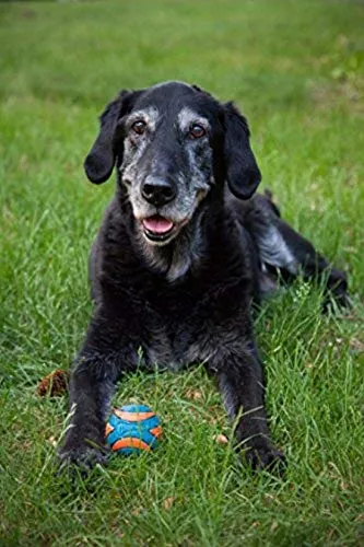 Chuckit! Ultra Squeaker Dog Ball, Floating High Bounce Rubber, Blue and Orange, Small (Pack of 2) - immagine 4