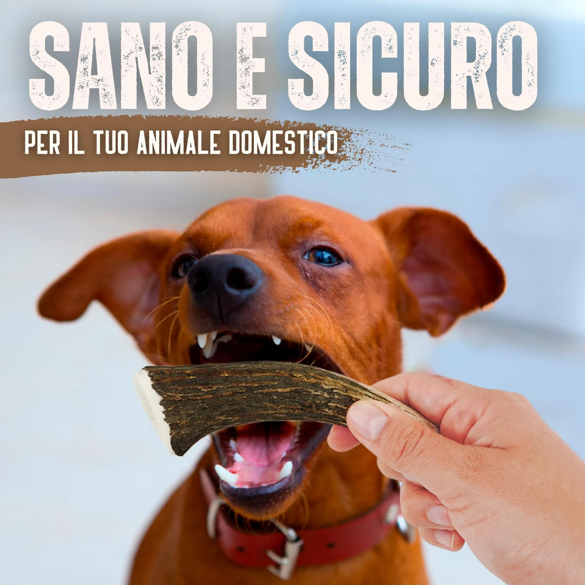 Kira & Gara Corno di Cervo Naturale per Cani (S, 40-70g, 1pz) - immagine 7