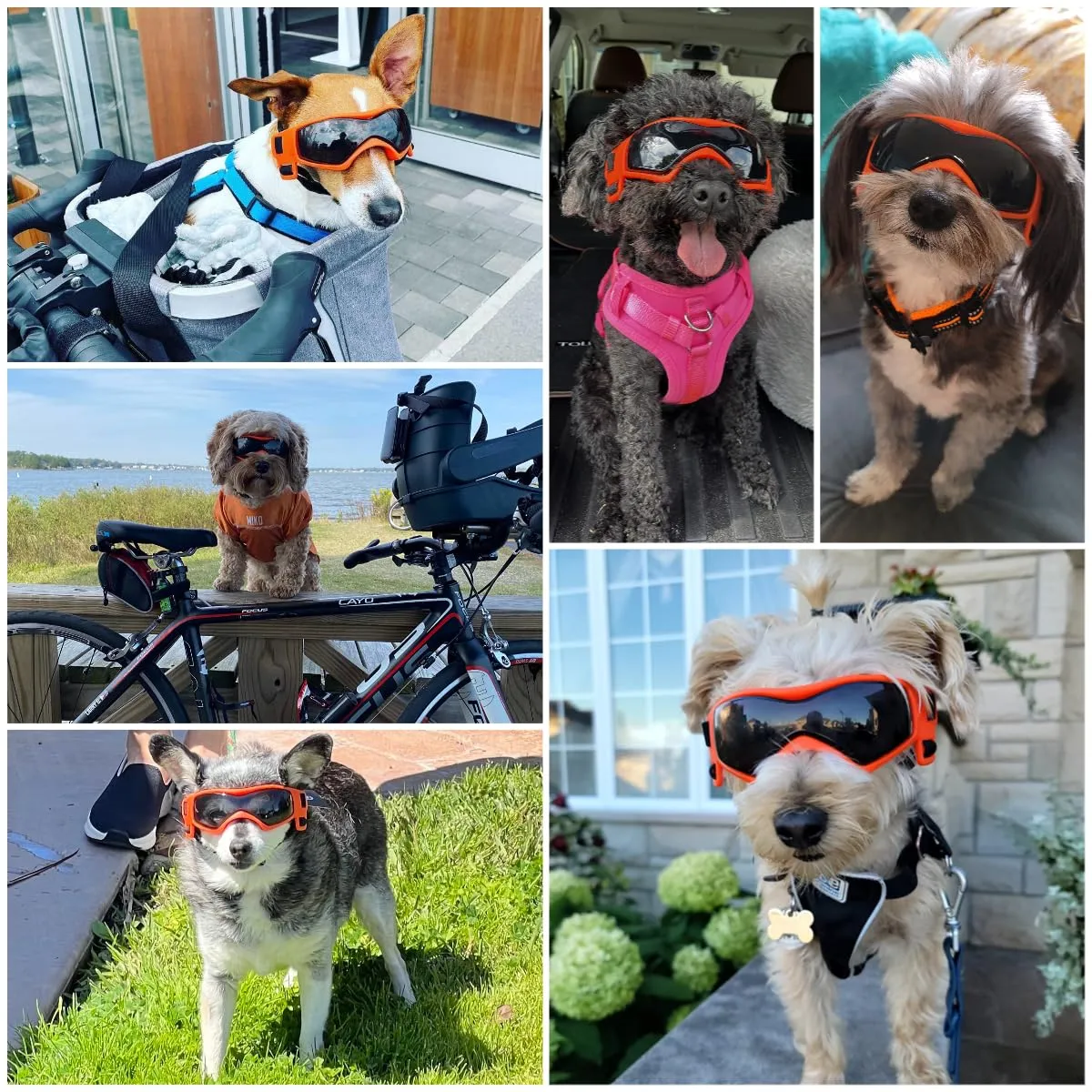 NAMSAN Occhiali da Sole per Cani di Piccola e Media Taglia, Protezione UV, Arancione - immagine 2