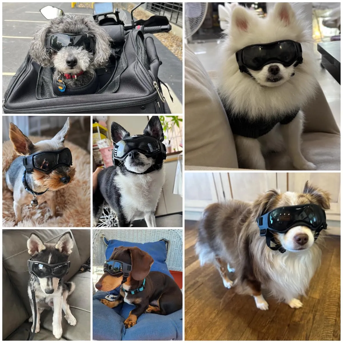 NAMSAN Occhiali da Sole Protettivi per Cani, Protezione UV, Taglia S, Nero - immagine 2