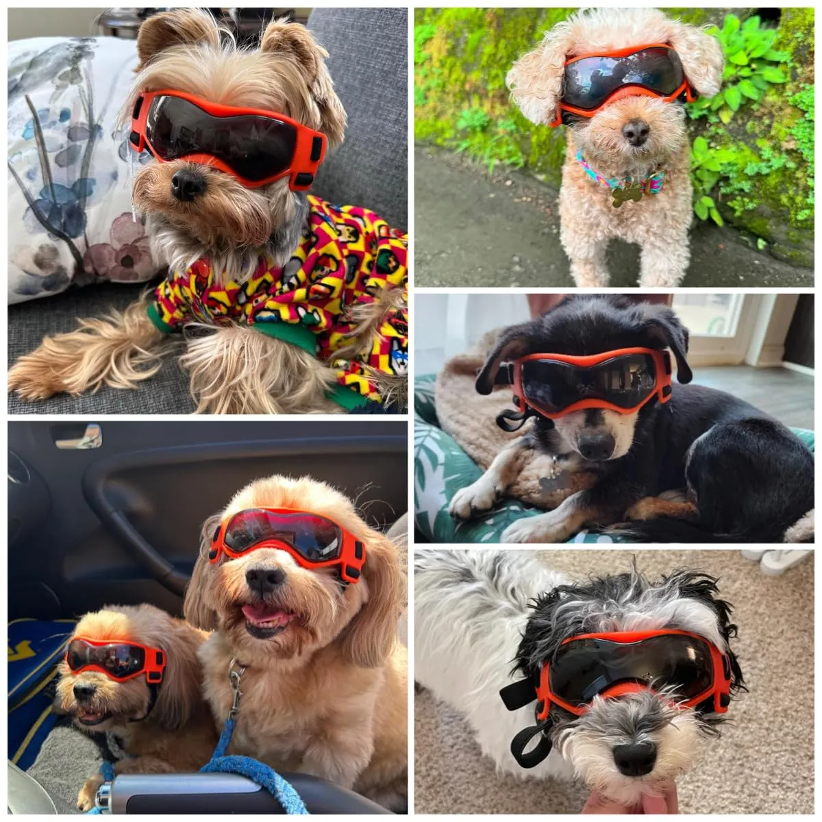 NAMSAN Occhiali da Sole Protettivi per Cani di Piccola Taglia, Protezione UV, Arancione - immagine 2