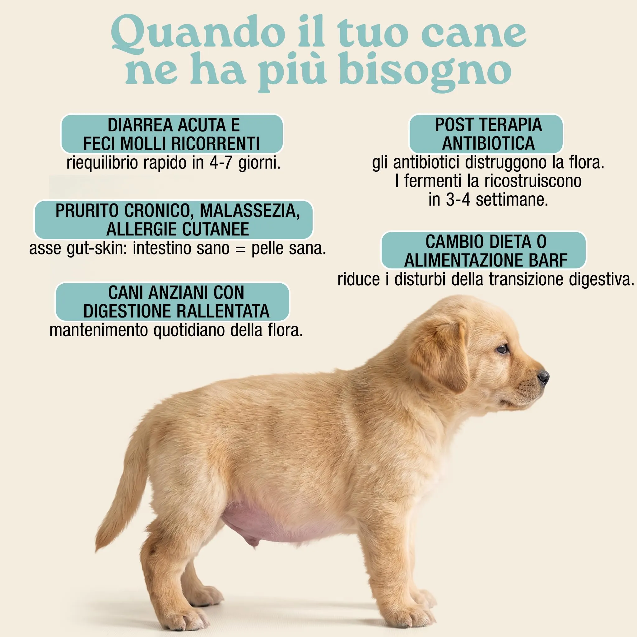 MyPetPrime Fermenti Lattici Cane Active, Probiotici Digestivi, 30 Compresse - immagine 5
