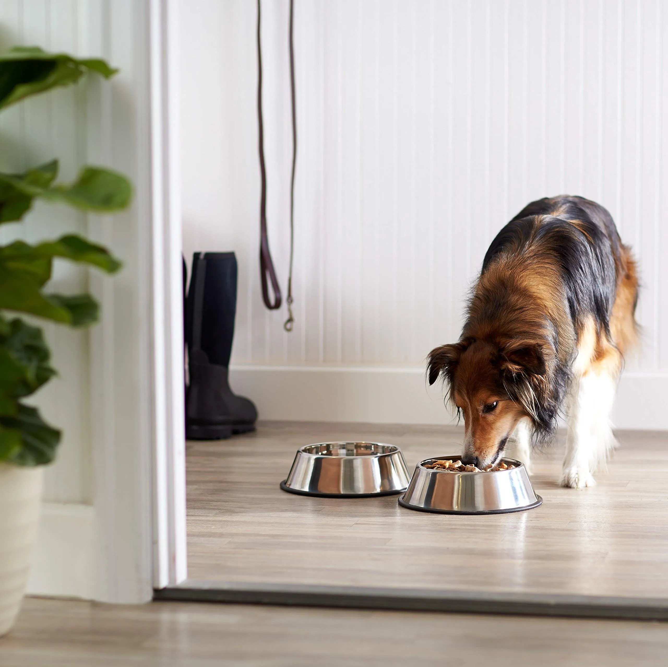 Amazon Basics Ciotola per cani in acciaio inossidabile, confezione da 2 - immagine 5