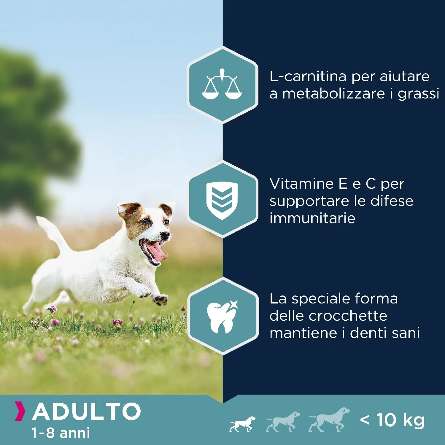 Eukanuba Cibo per cani adulti di piccola taglia al pollo, 3 kg - immagine 4