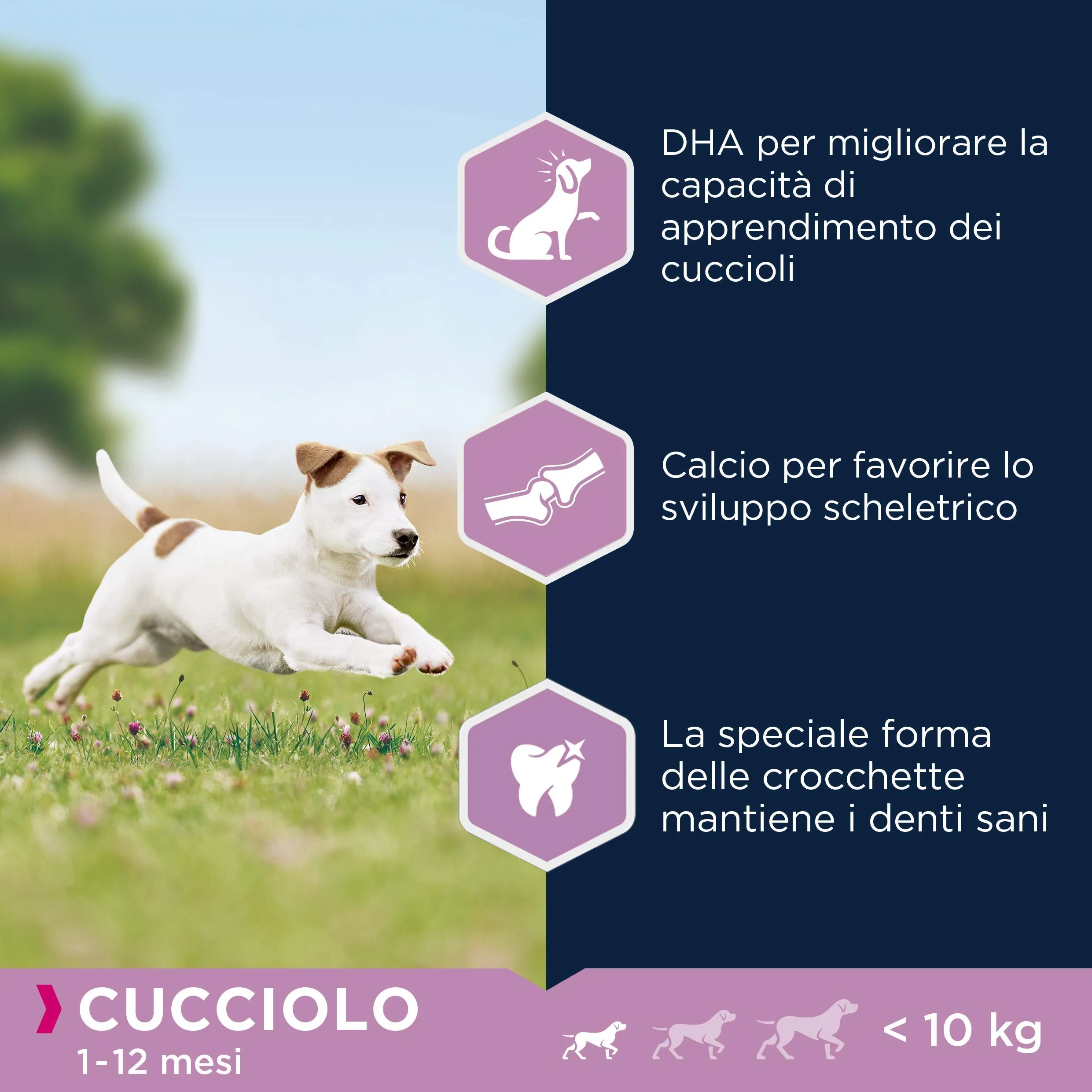 Eukanuba Cibo per cuccioli razze piccole al pollo fresco, 3 kg - immagine 5