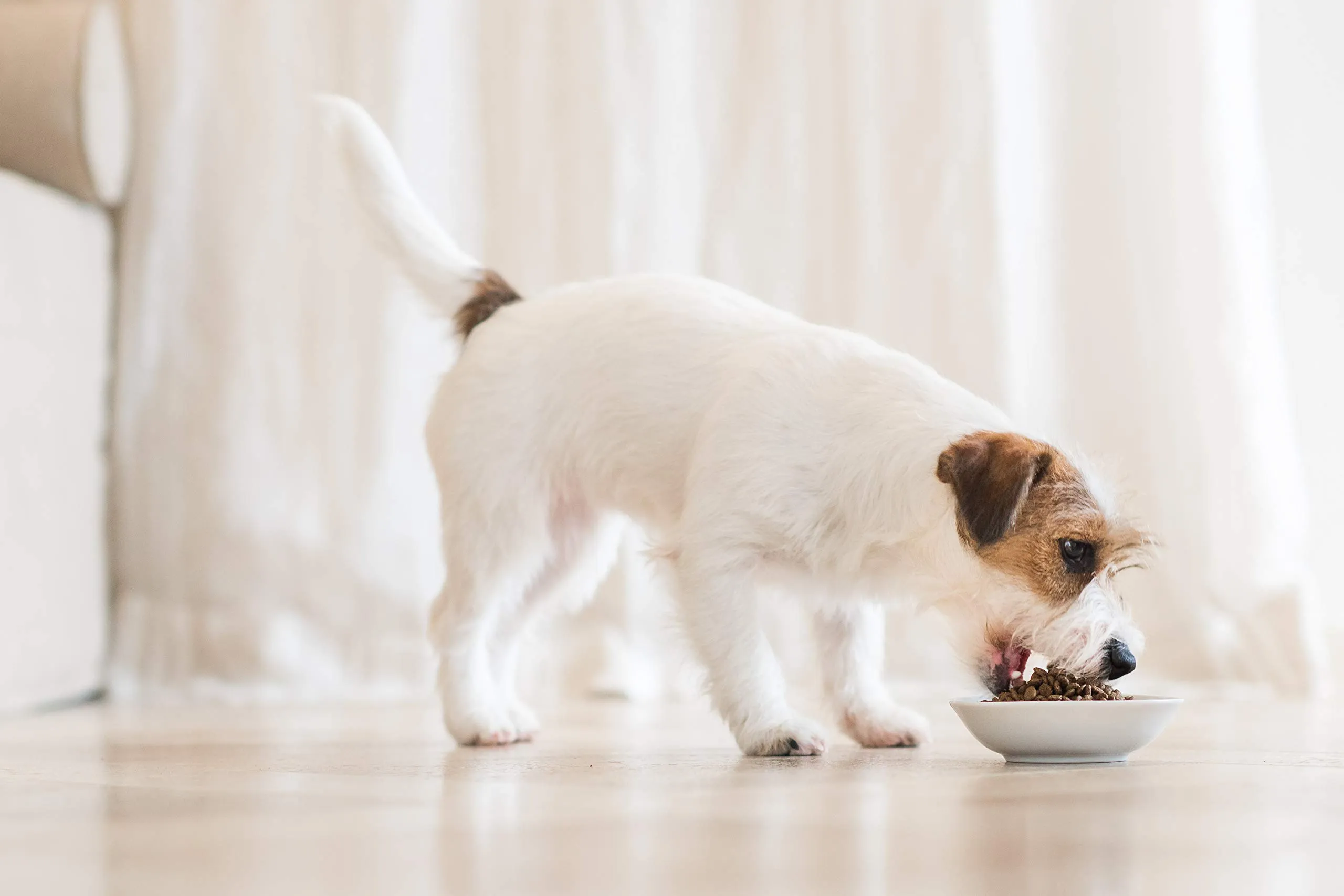 Schesir Cibo Secco per Cani Cuccioli di Taglia Grande al Gusto Pollo, 12kg - immagine 4