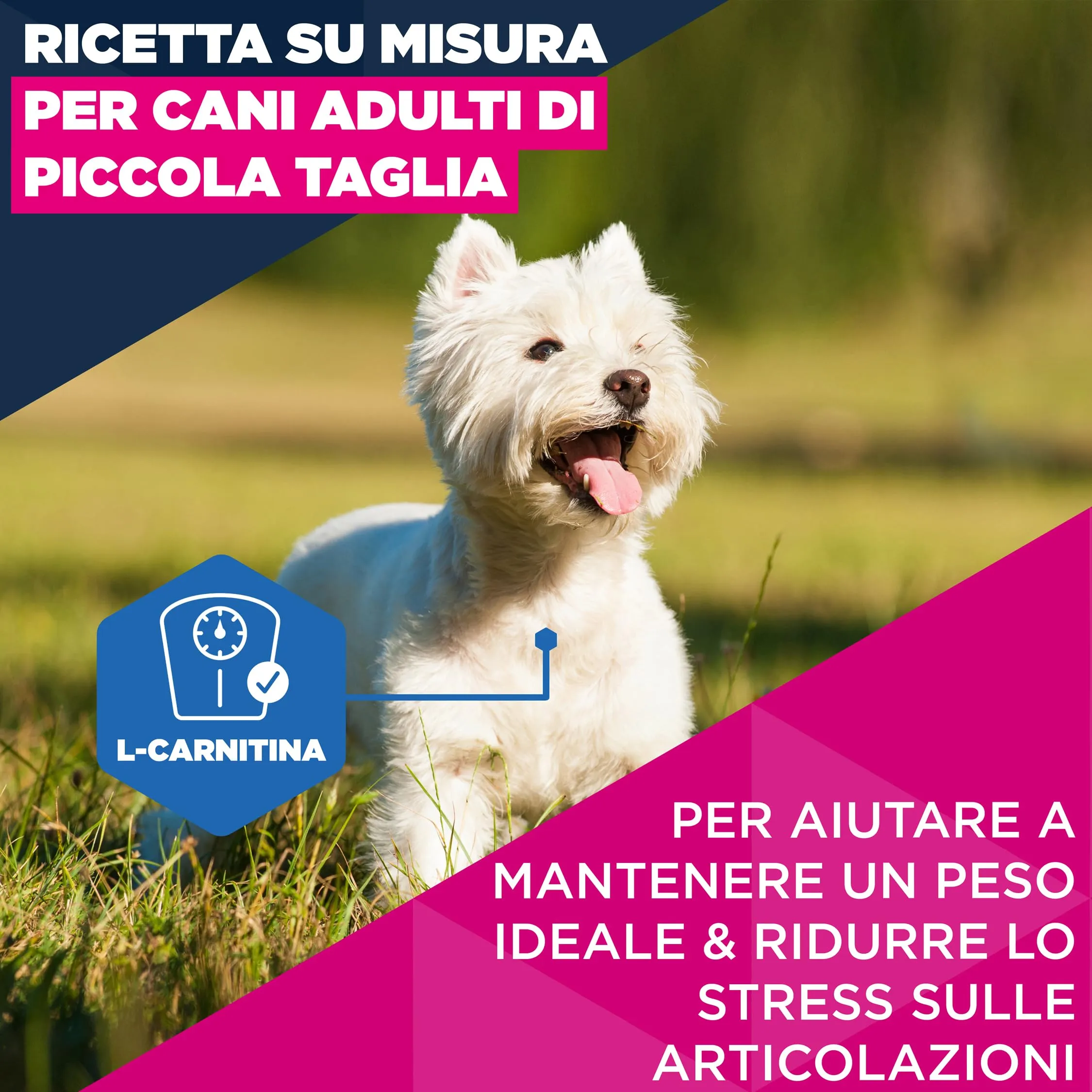 Eukanuba Crocchette per cani maturi taglia piccola con pollo fresco, 3 kg - immagine 3