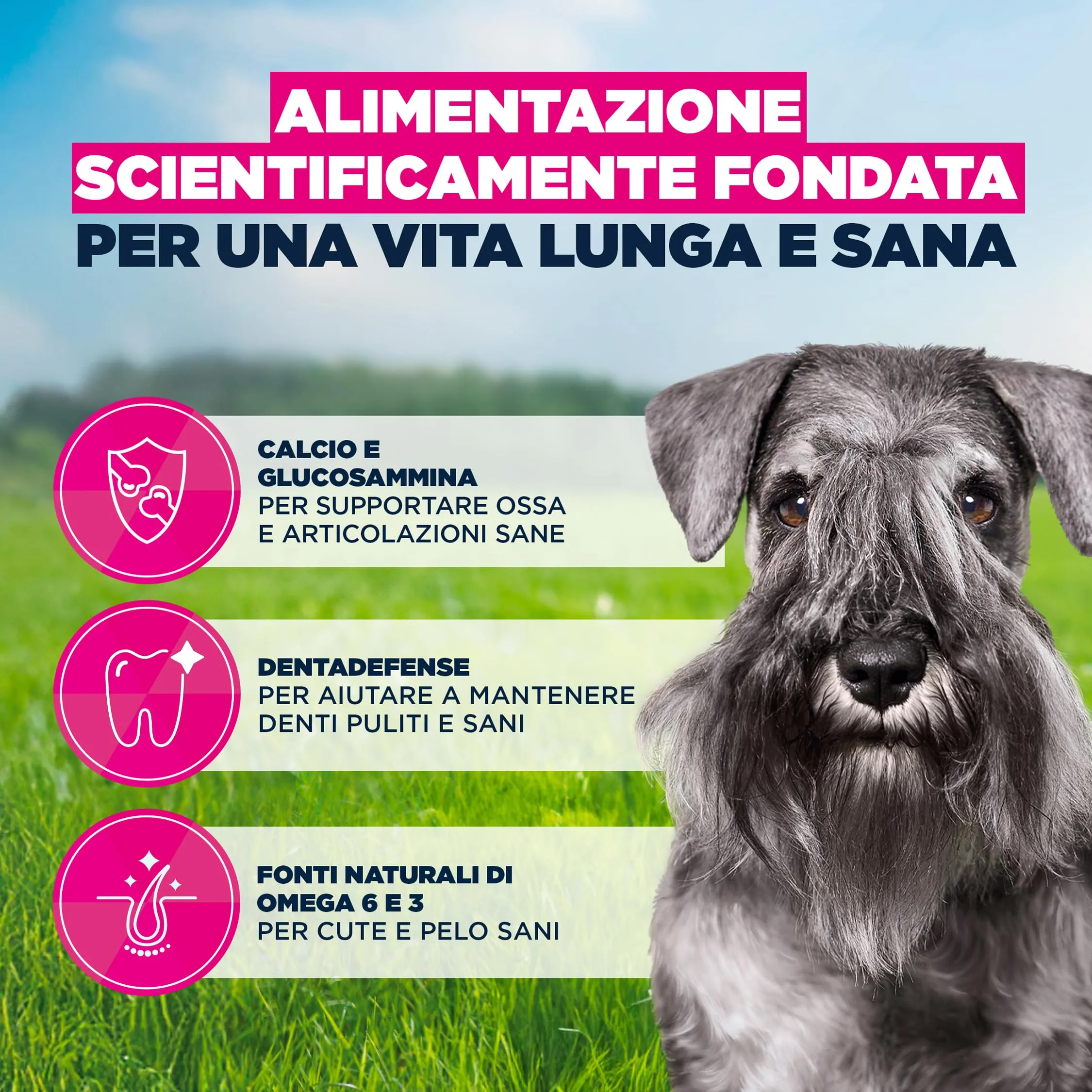 Eukanuba Crocchette per cani maturi taglia piccola con pollo fresco, 3 kg - immagine 5