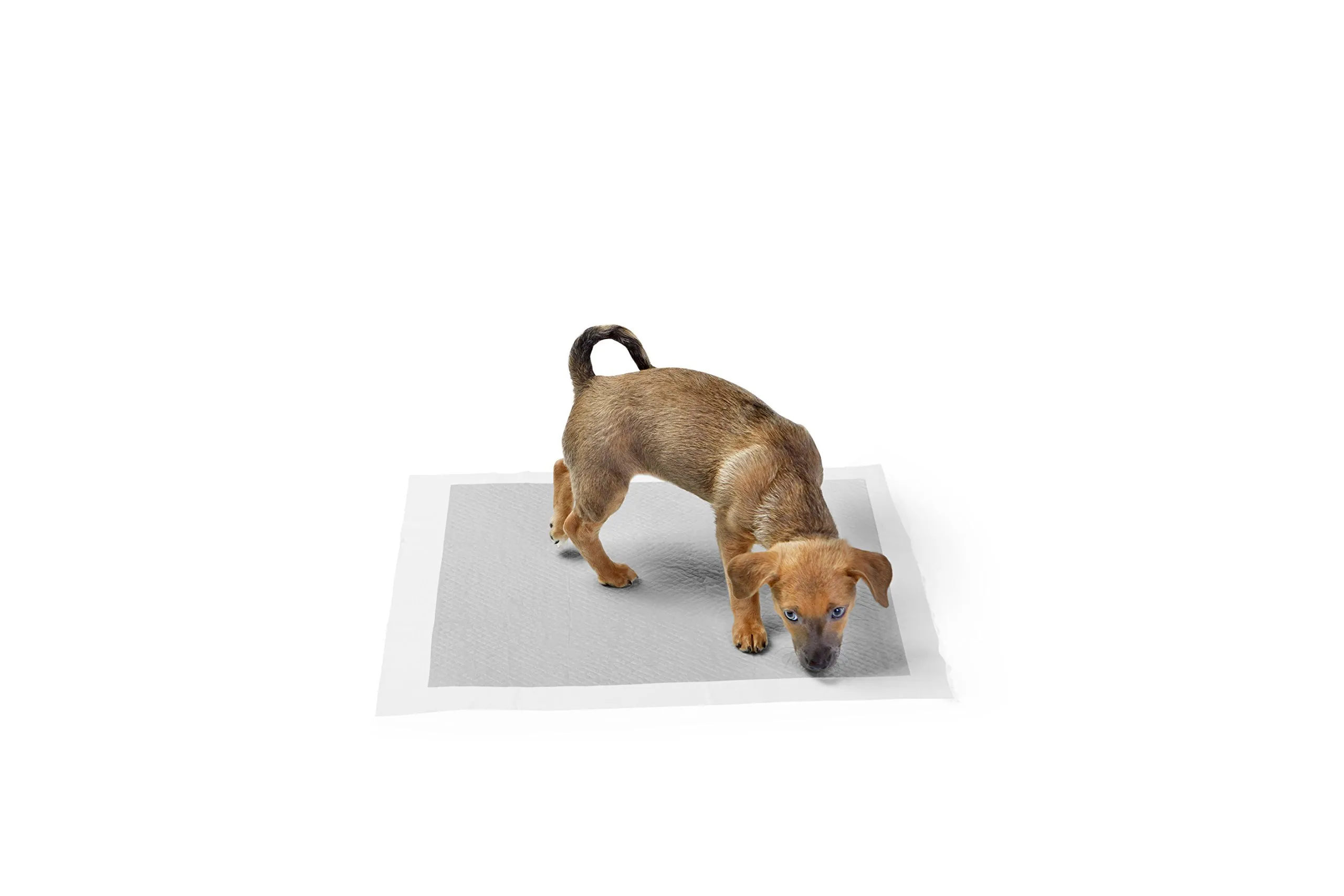 Amazon Basics Tappetini al carbone per addestramento cani e cuccioli, prova di perdite, dimensione standard, 56 x 56 cm, Grigio (confezione da 40) - immagine 4