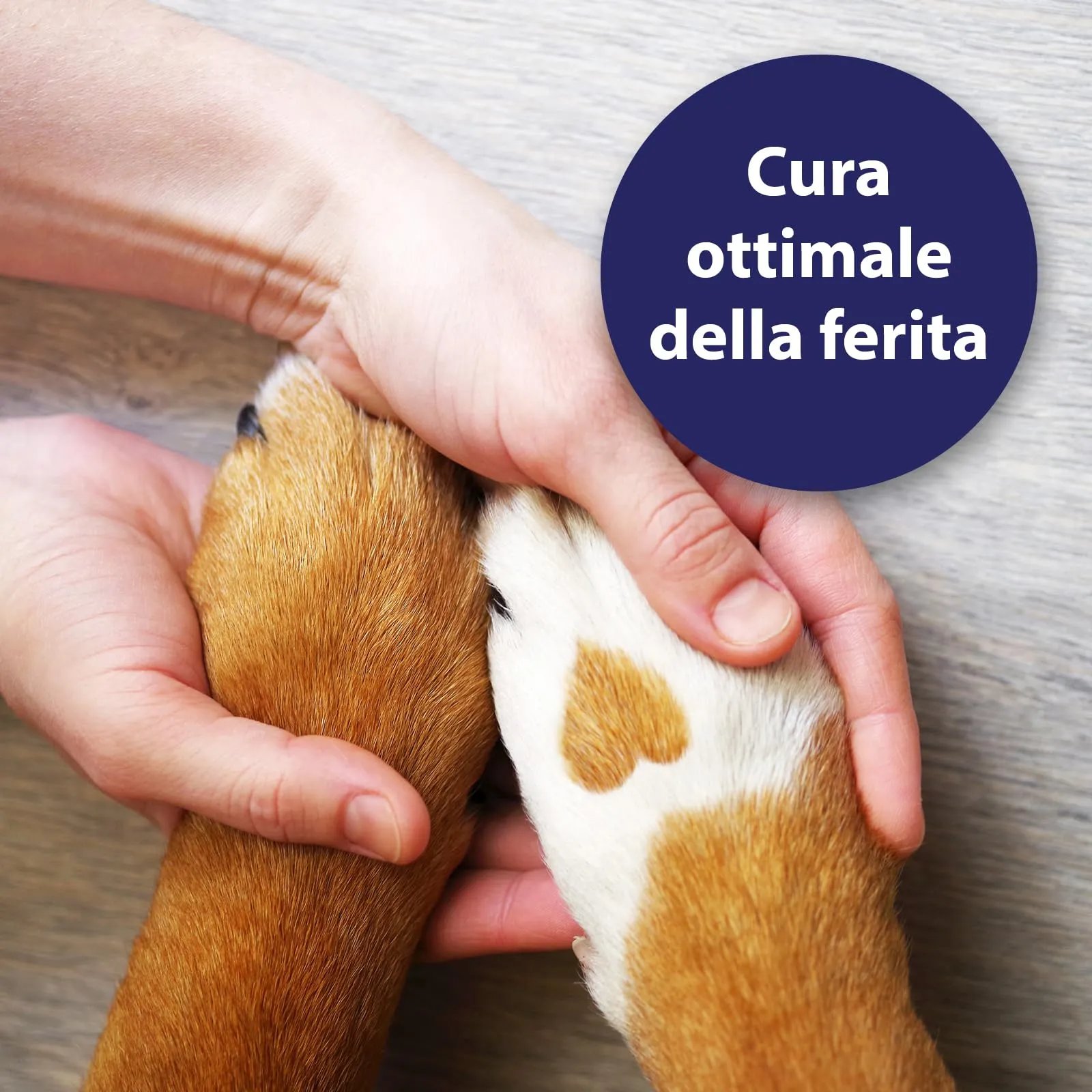 Canosept Spray Per Ferite Per Cani 75 ml - immagine 3