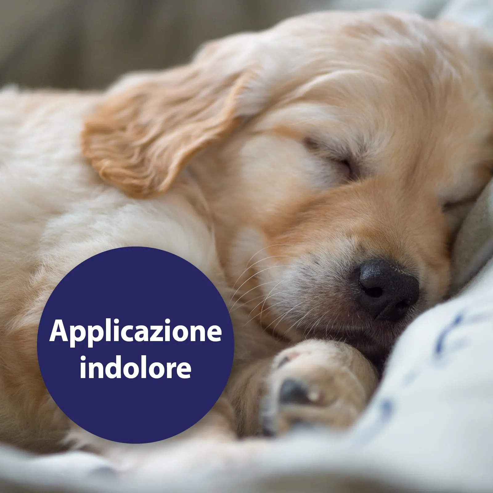 Canosept Spray Per Ferite Per Cani 75 ml - immagine 4