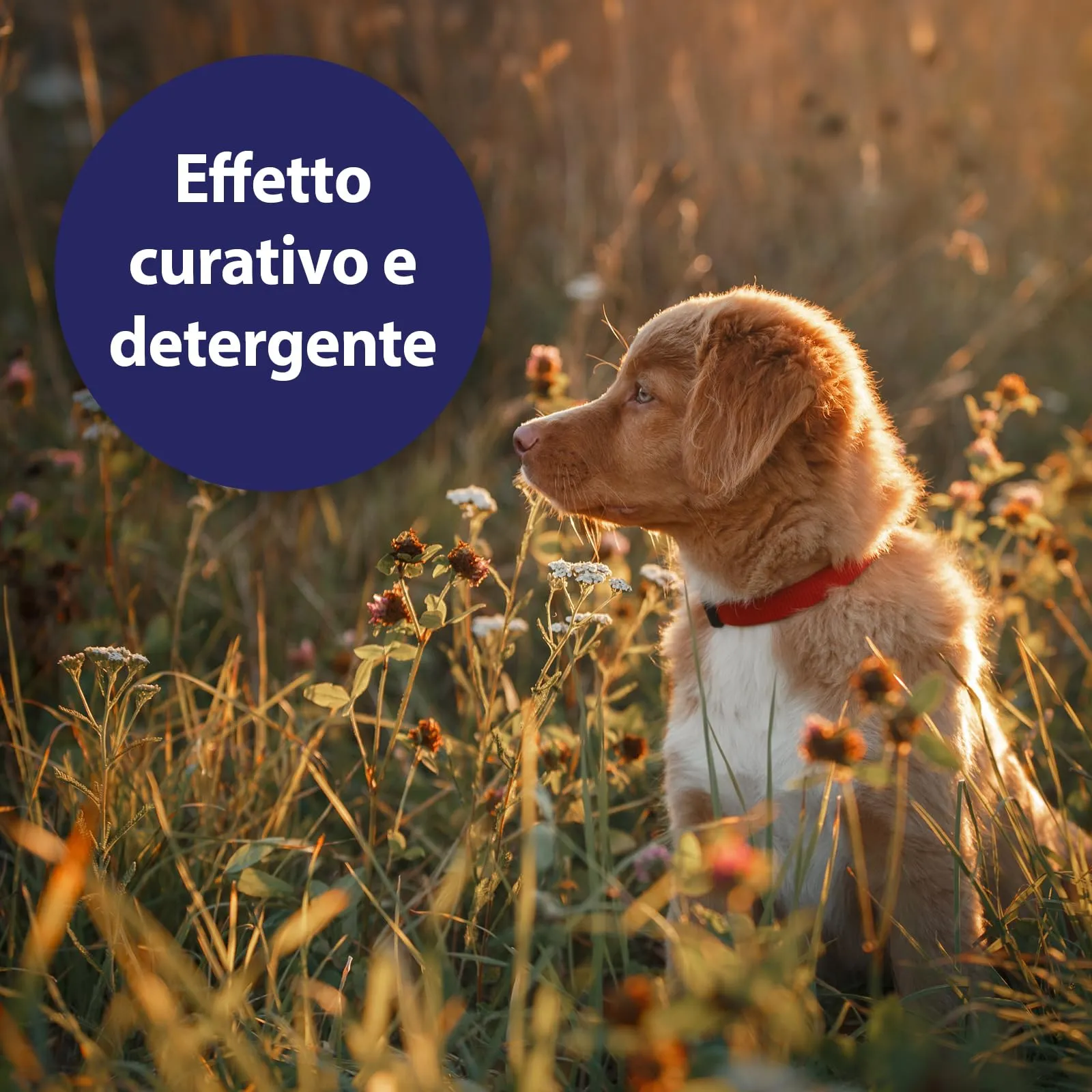 Canosept Spray Per Ferite Per Cani 75 ml - immagine 5