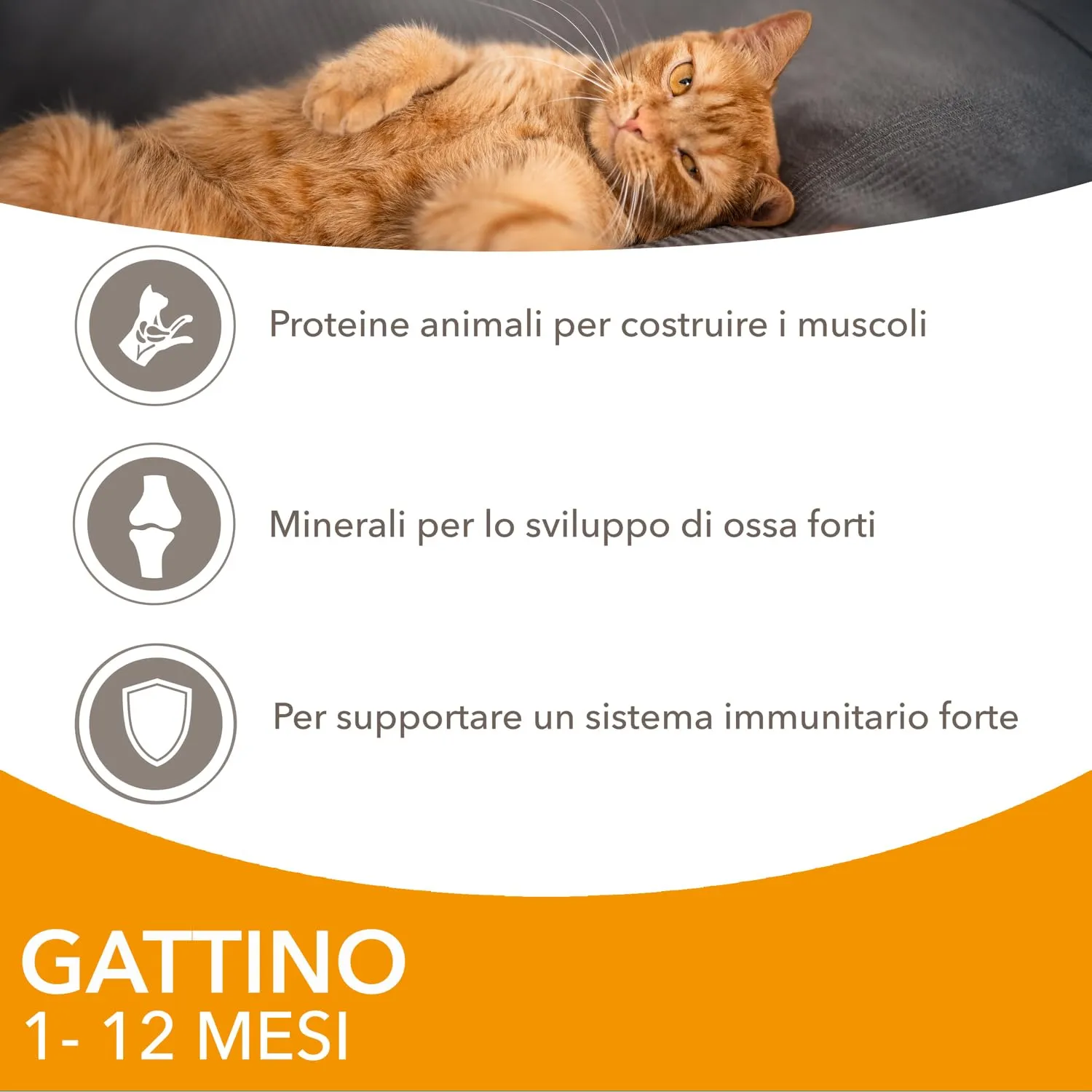 IAMS Delights Kitten Cibo Umido per Gattini con Pollo in Salsa, 12 x 85 g - immagine 3