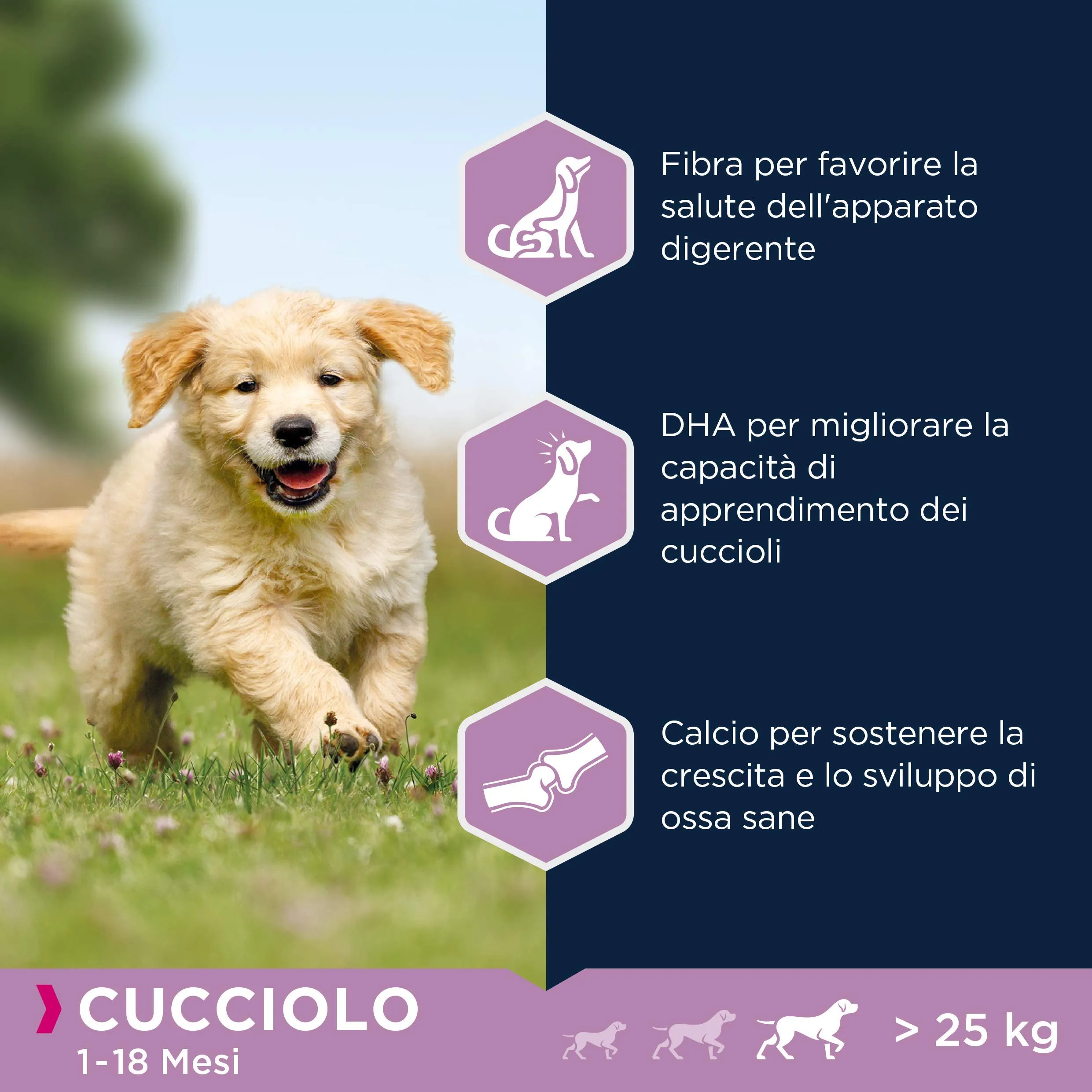 Eukanuba Cibo Secco per Cuccioli di Taglia Grande, Agnello e Riso, 12 kg - immagine 5