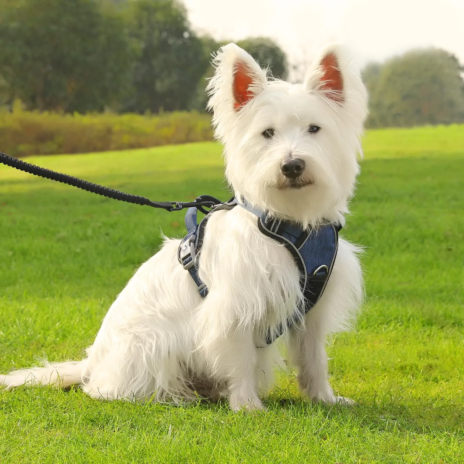COMSLE Pettorina Anti Tiro per Cani Riflettente e Traspirante, Blu Scuro, M - immagine 7