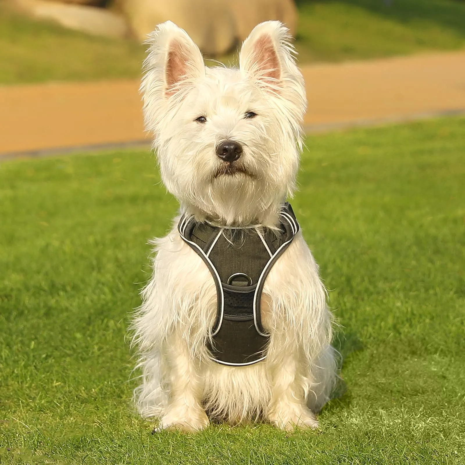 COMSLE Pettorina Anti Tiro per Cani, Riflettente e Traspirante, Verde Scuro, L - immagine 7