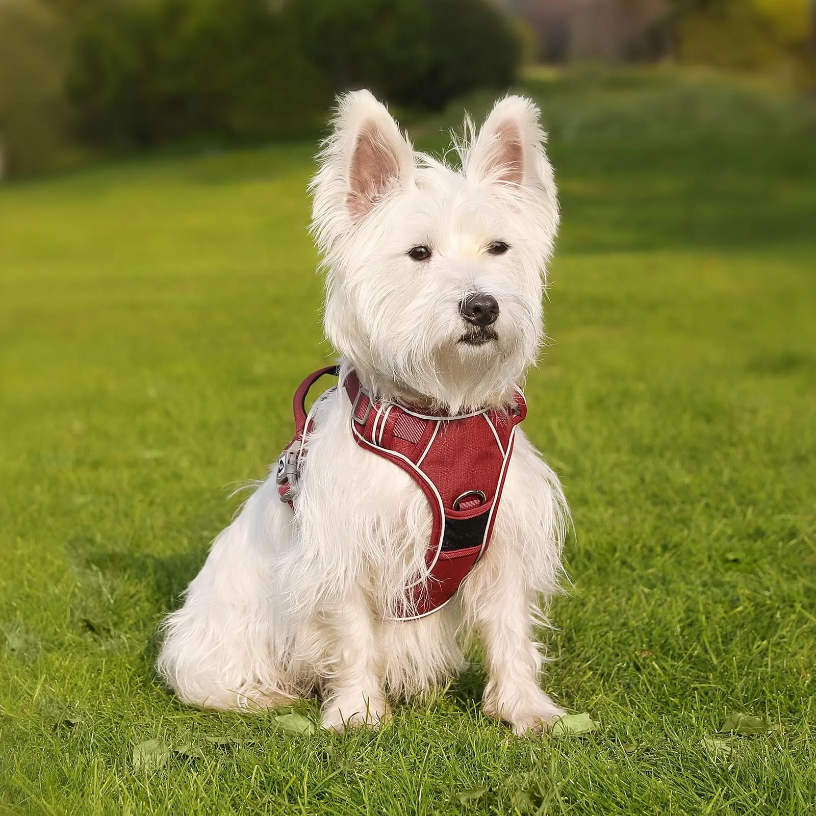 COMSLE Pettorina Cane Riflettente Anti Tiro Regolabile e Traspirante, Rosso, M - immagine 7