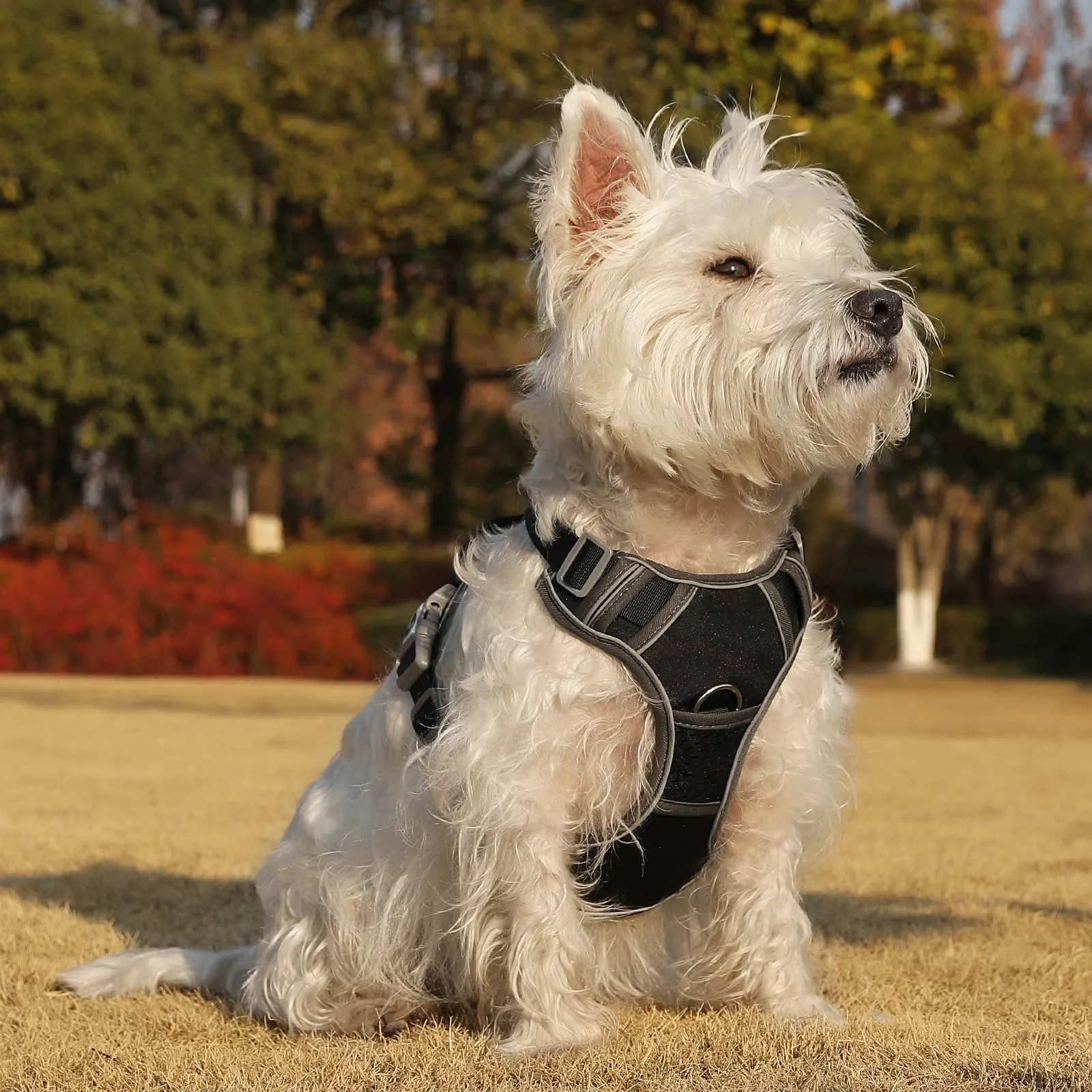 COMSLE Pettorina Anti Tiro per Cani, Riflettente e Traspirante, Nero, S - immagine 7