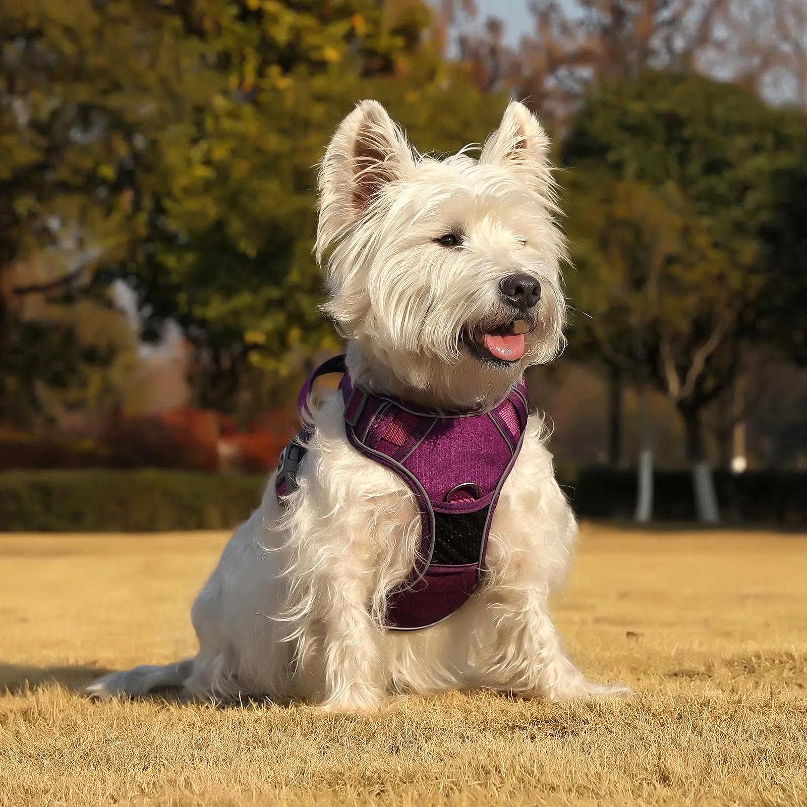 COMSLE Pettorina per Cani Riflettente Anti Tiro, Regolabile e Traspirante, Viola, M - immagine 7