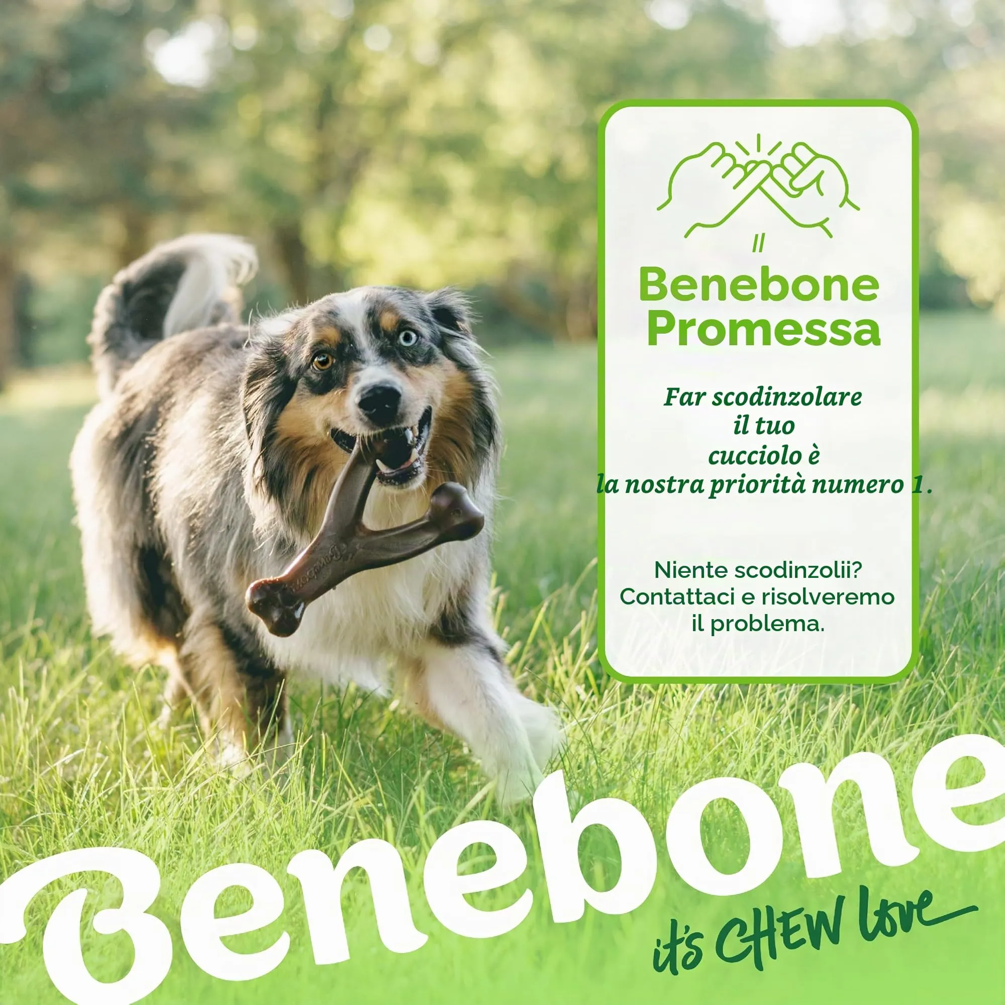 Benebone Wishbone Gioco da Masticare per Cani, Arachidi Reali, Piccolo - immagine 6