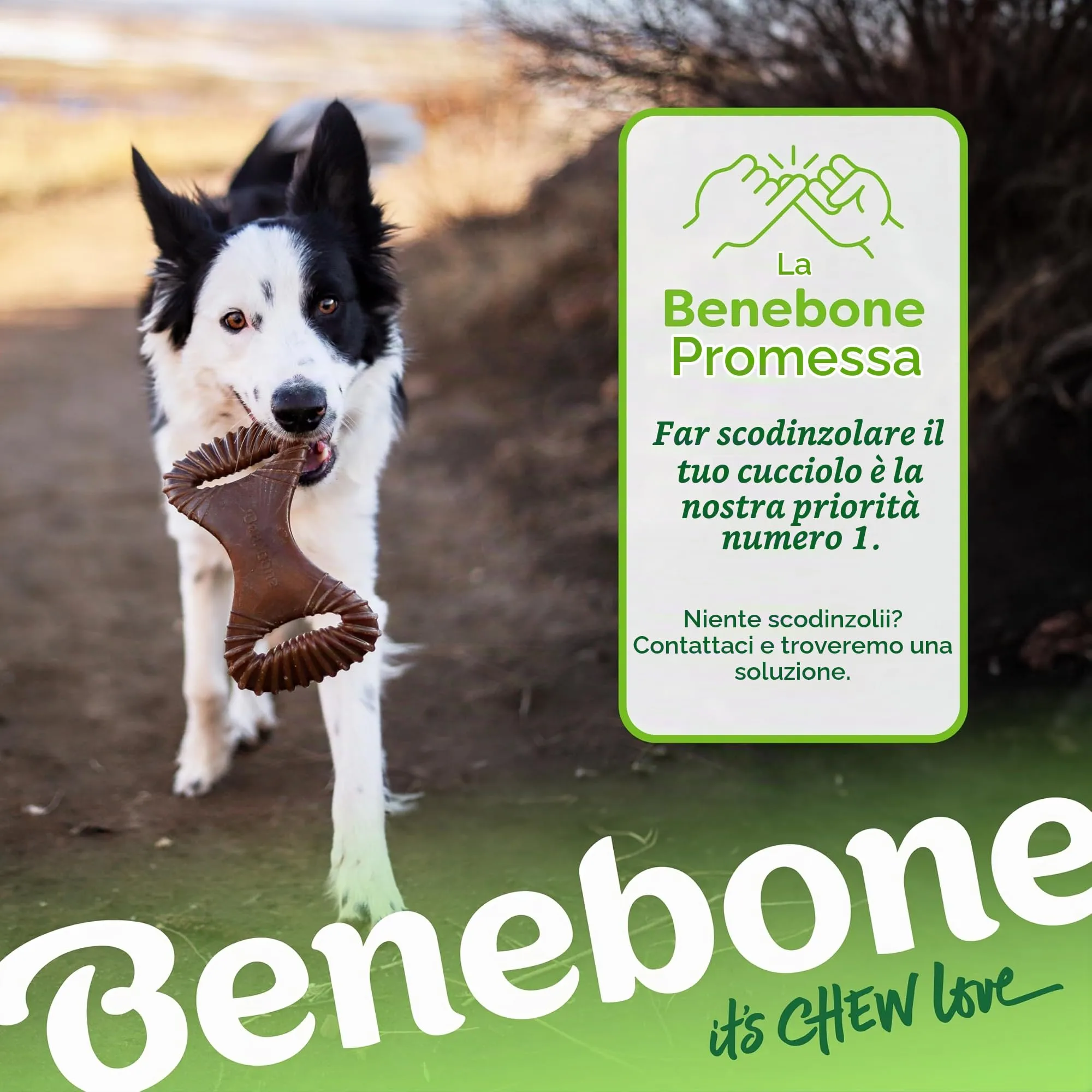 Benebone Dental Gioco da Masticare per Cani, Bacon Reale, Medio - immagine 6