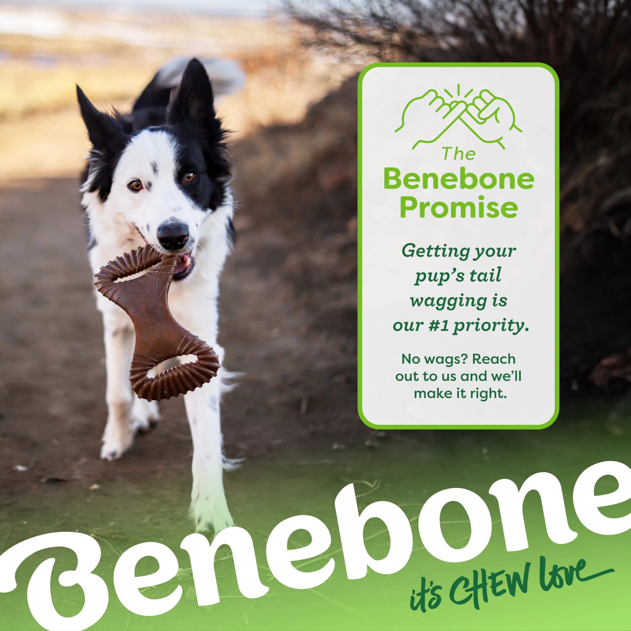 Benebone Dental Gioco da Masticare per Cani, Arachidi Reali, Large - immagine 6