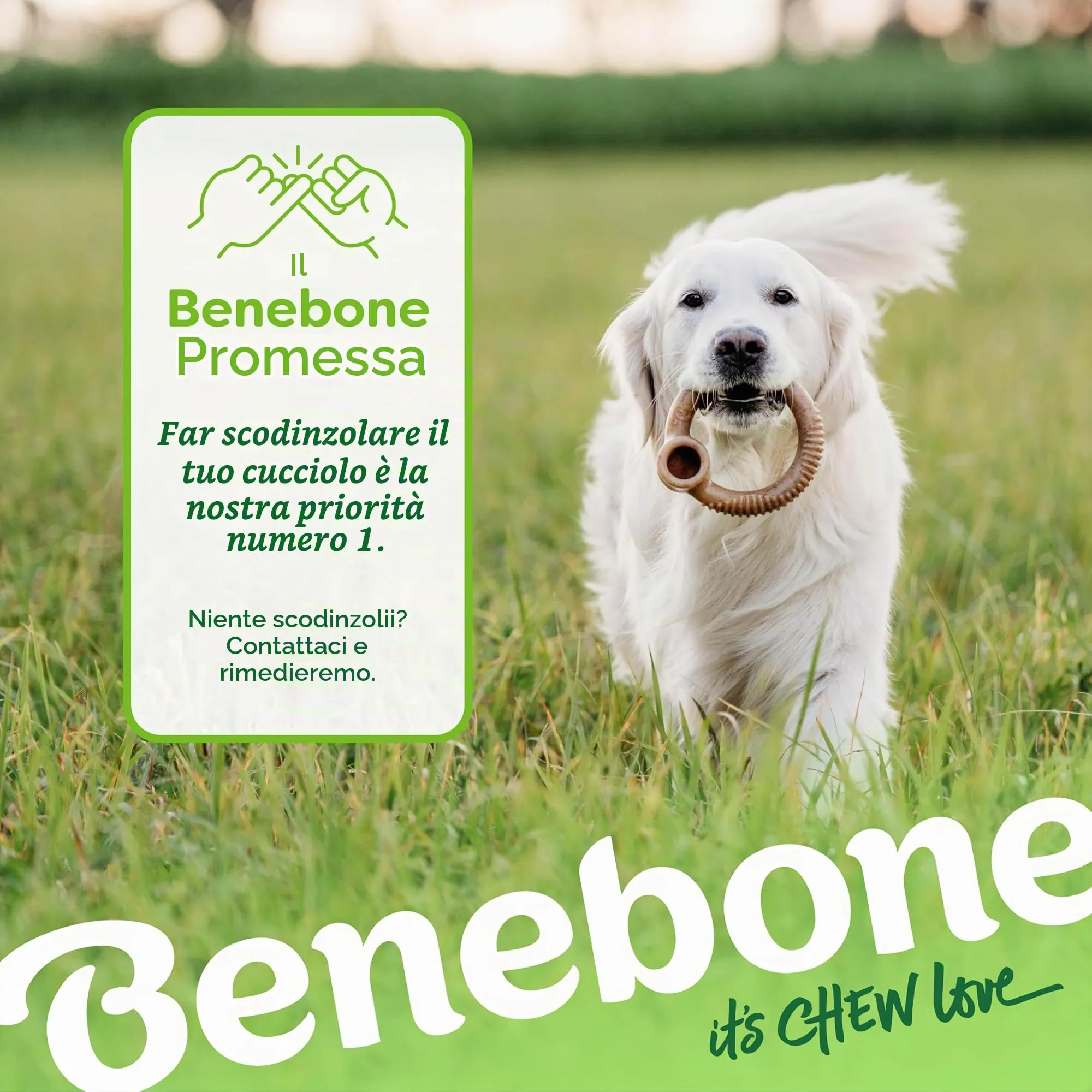 Benebone Ring Gioco da Masticare per Cani, Bacon Reale, Medio - immagine 6