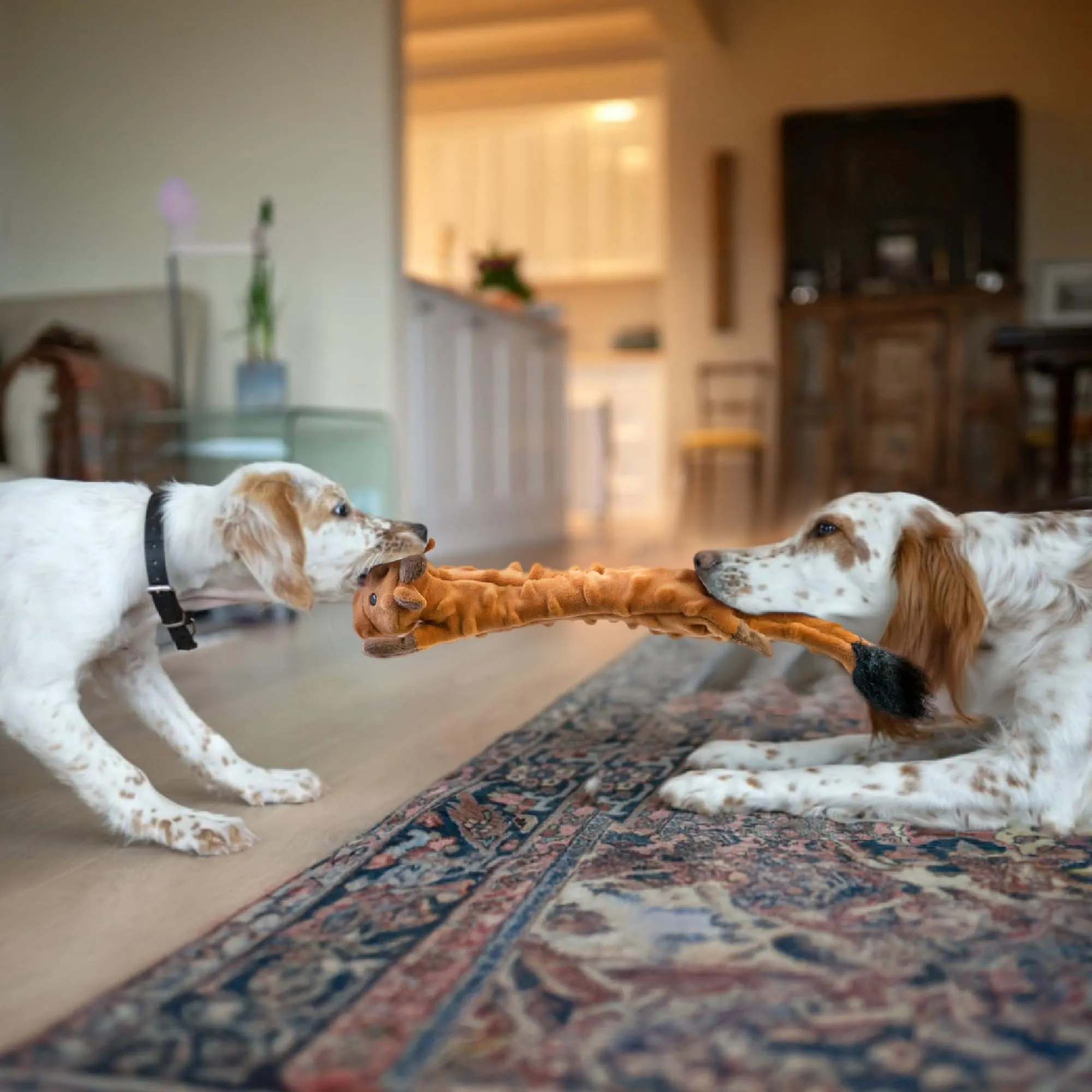 SHARLOVY Giocattolo per cani a forma di mucca, taglia grande - immagine 4