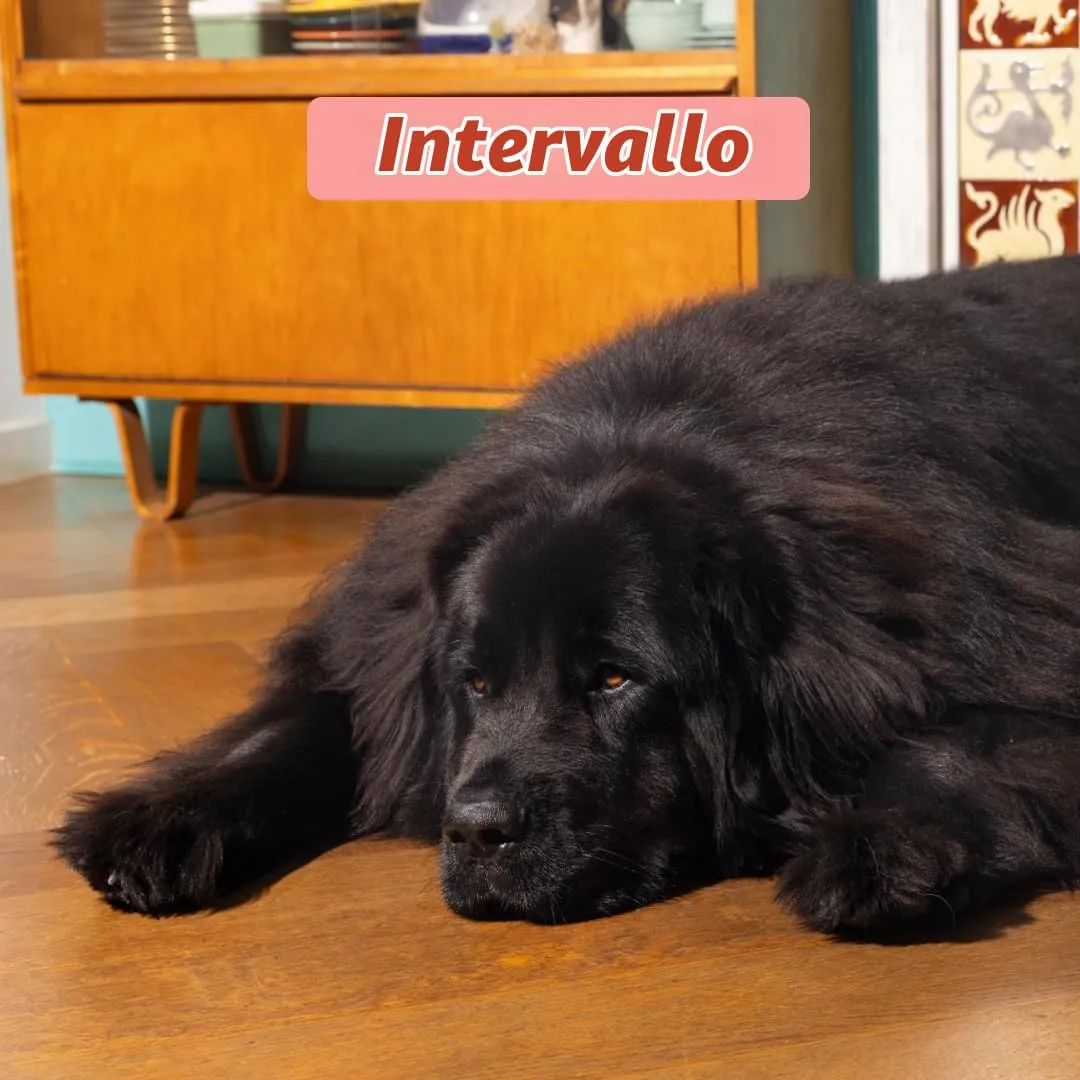 Edgard & Cooper Crocchette Cani Senior Senza Cereali Taglia Medium Pollo e Salmone Freschi 7kg - immagine 4