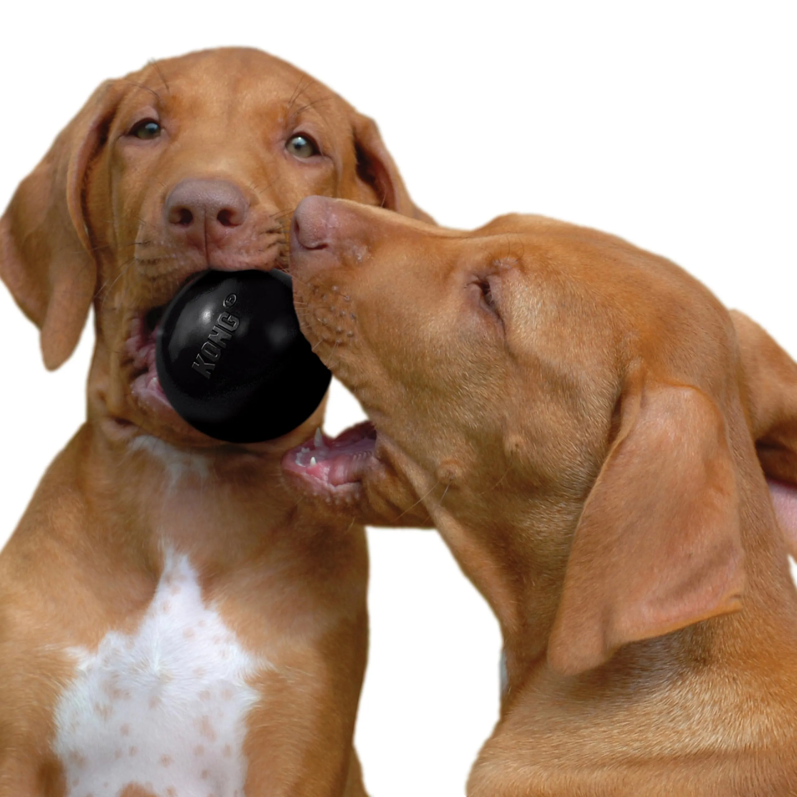KONG Extreme Ball con Foro per Cani, Nero, Taglia Media/Grande - immagine 9
