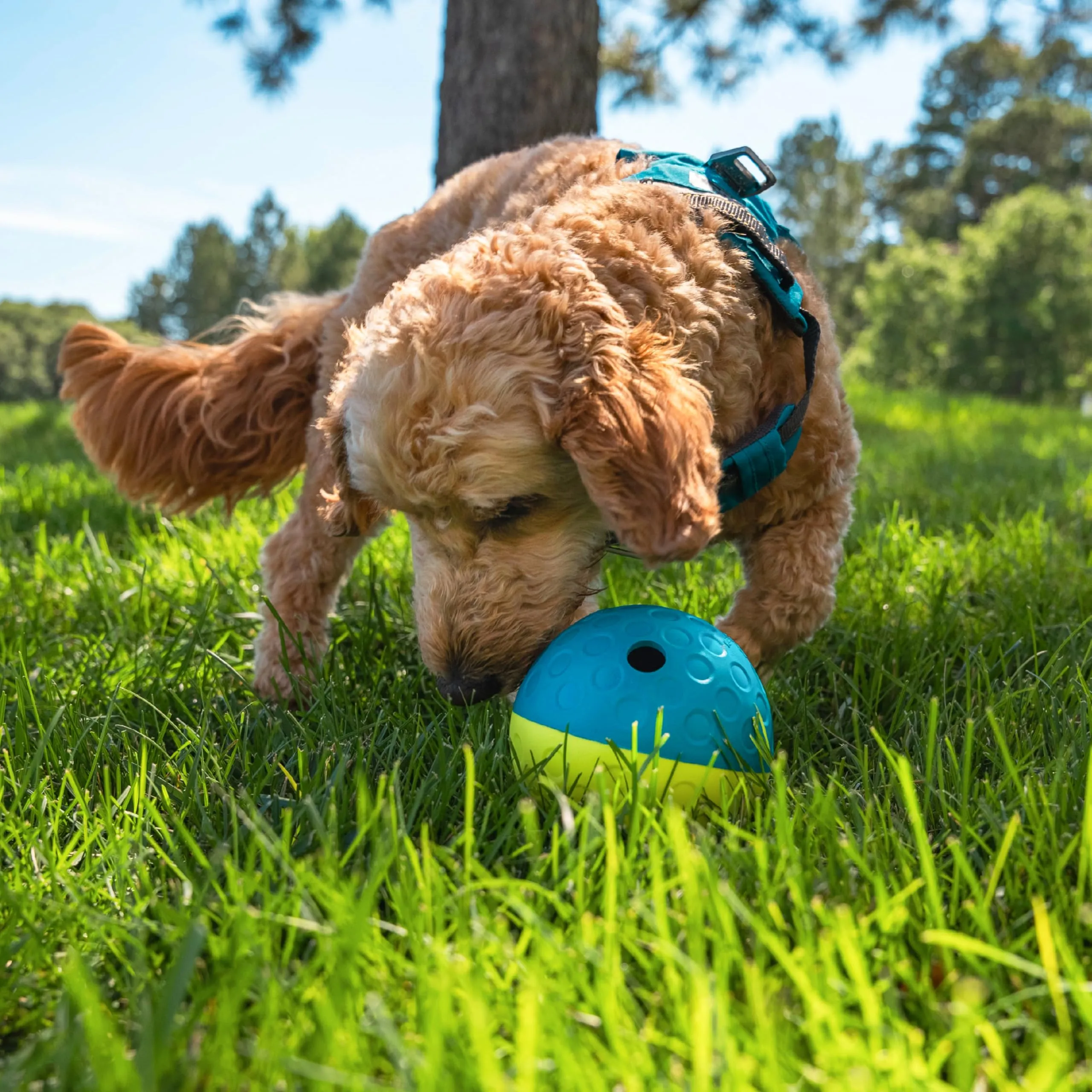 Outward Hound Nina Ottosson Treat Tumble Gioco Rompicapo Interattivo per Cani, Blu, Small - immagine 2