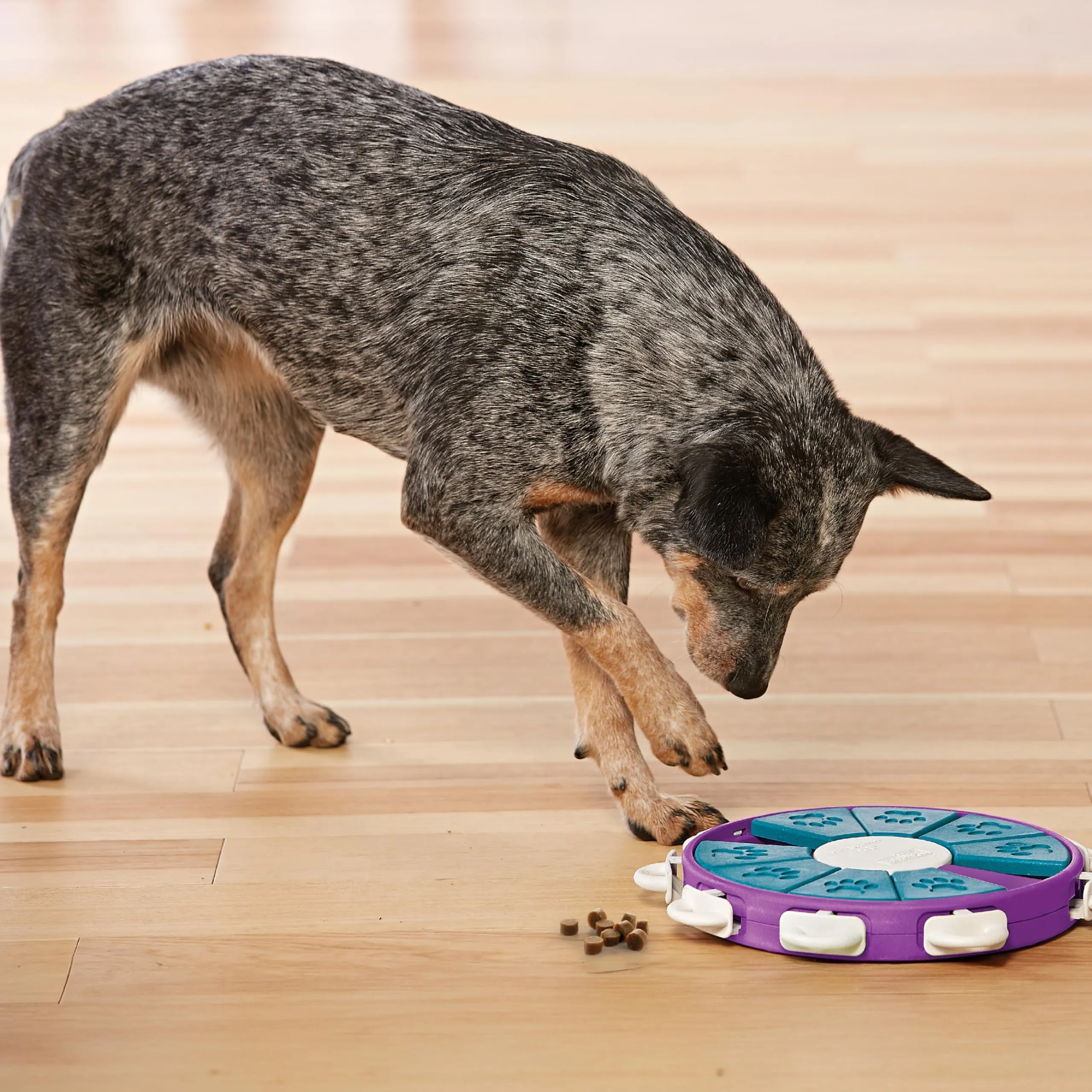 Outward Hound Nina Ottosson Dog Twister - Gioco Rompicapo Interattivo per Cani, Livello 3 Avanzato - immagine 8