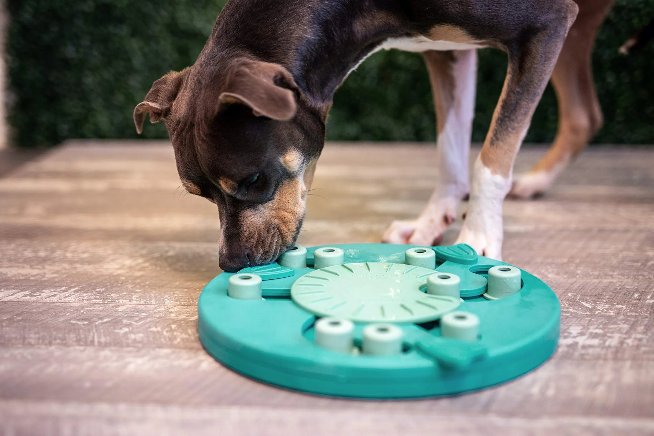 Outward Hound Nina Ottosson Dog Worker Gioco Rompicapo Interattivo per Cani Livello 3 - Verde - immagine 2