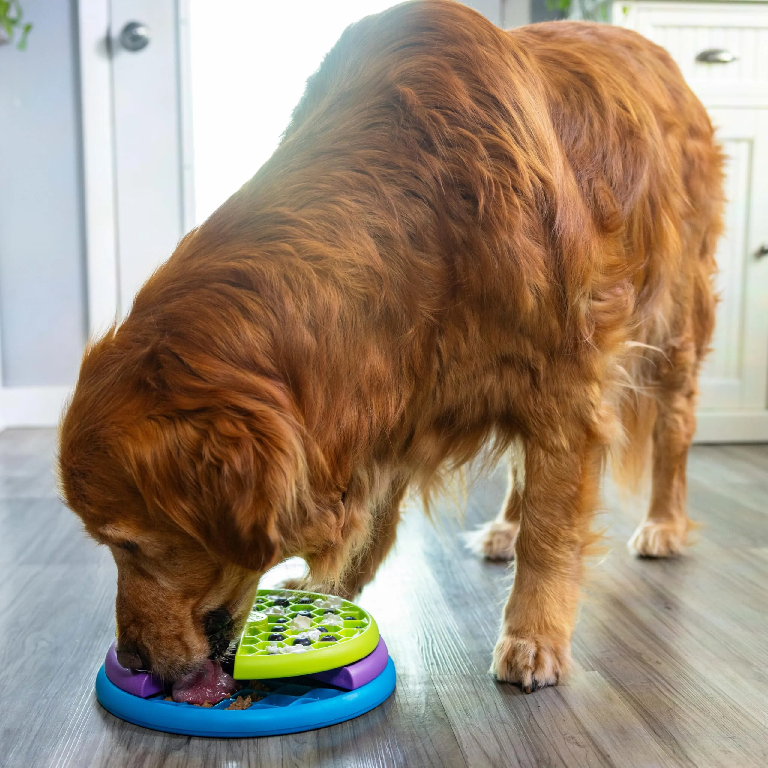 Outward Hound Nina Ottosson Lickin' Layers Rompicapo Interattivo e Ciotola Anti-ingozzamento per Cani - immagine 8