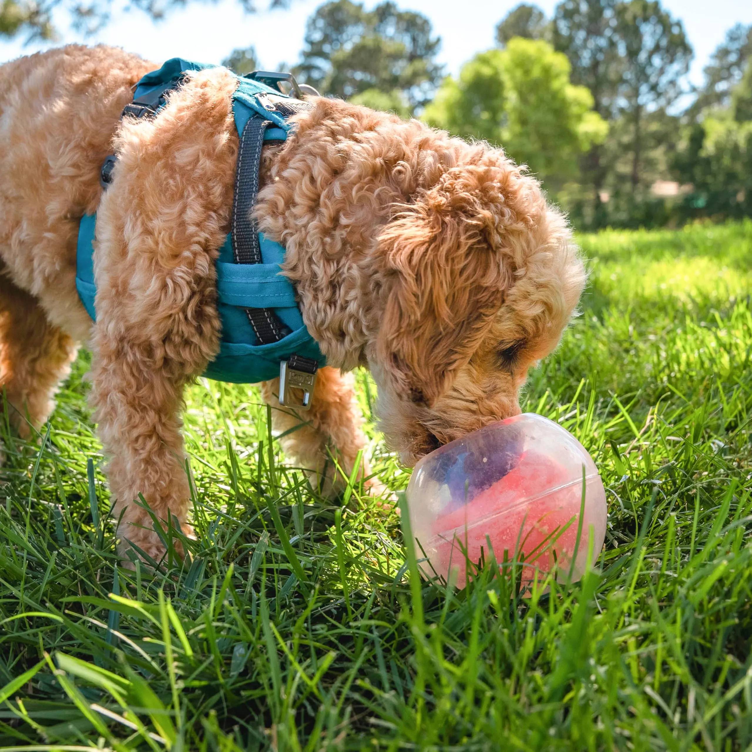 Outward Hound Nina Ottosson Dog Rumble Puzzle - immagine 8
