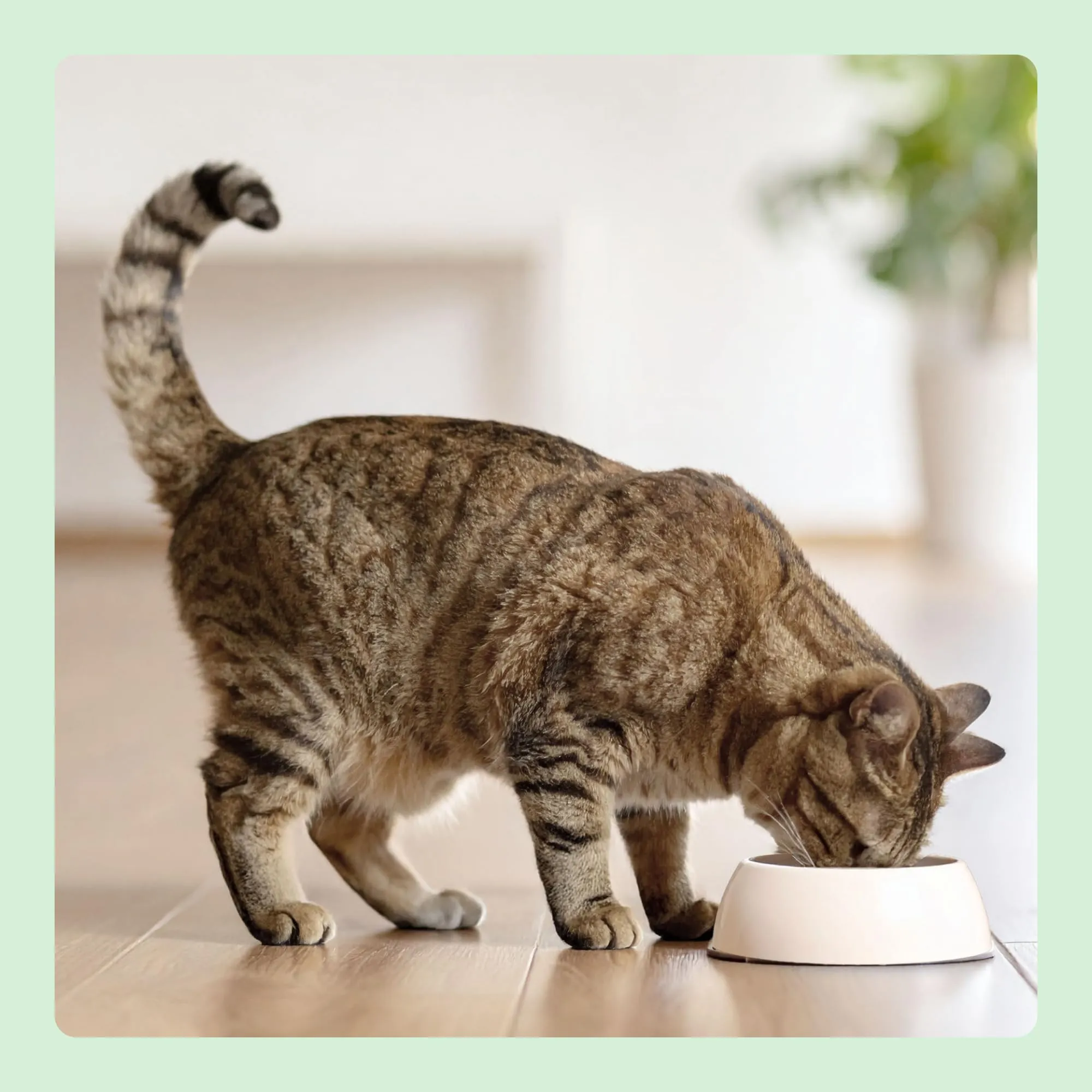 by Amazon Grainfree Recipe Dry Cat Food Sterilised/Light with Fresh Chicken - 3kg - immagine 7