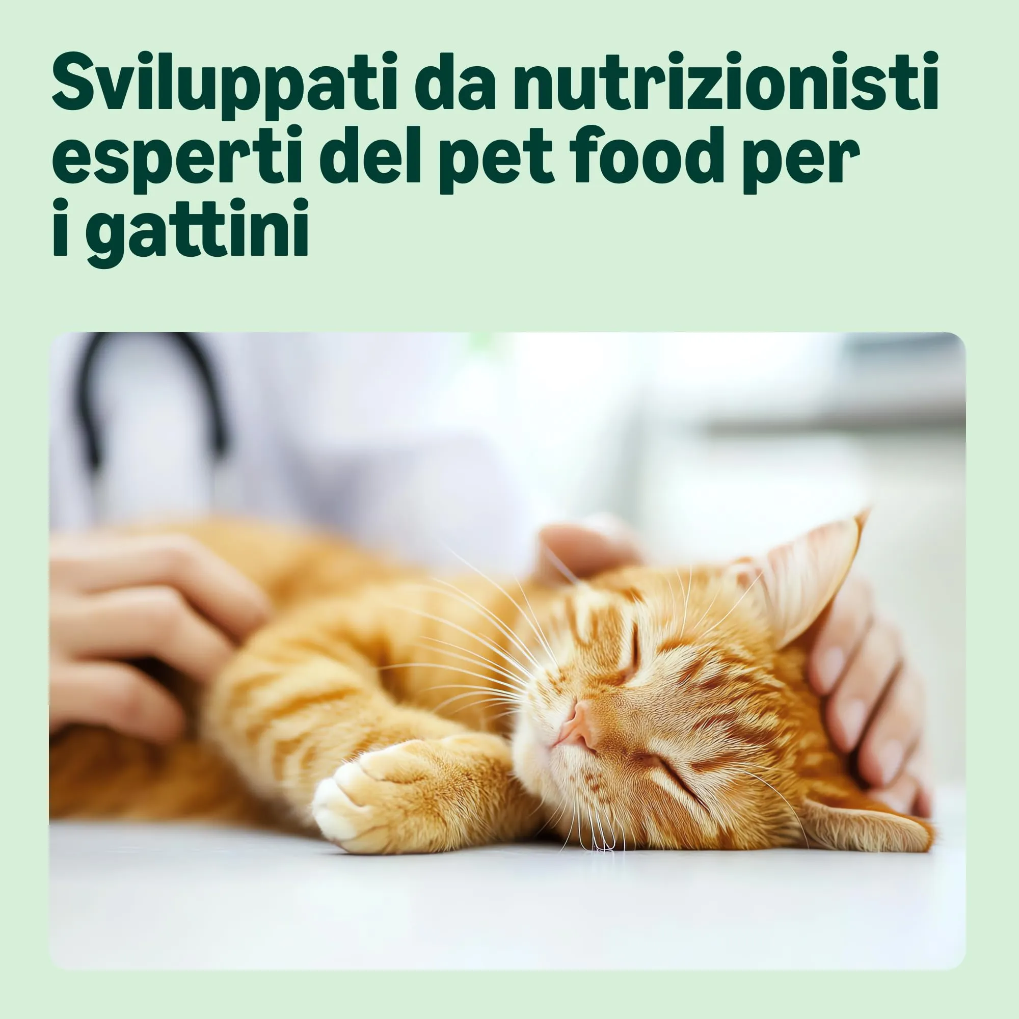 by Amazon Grainfree Recipe Dry Cat Food for Kittens with Fresh Chicken, 3kg - immagine 3