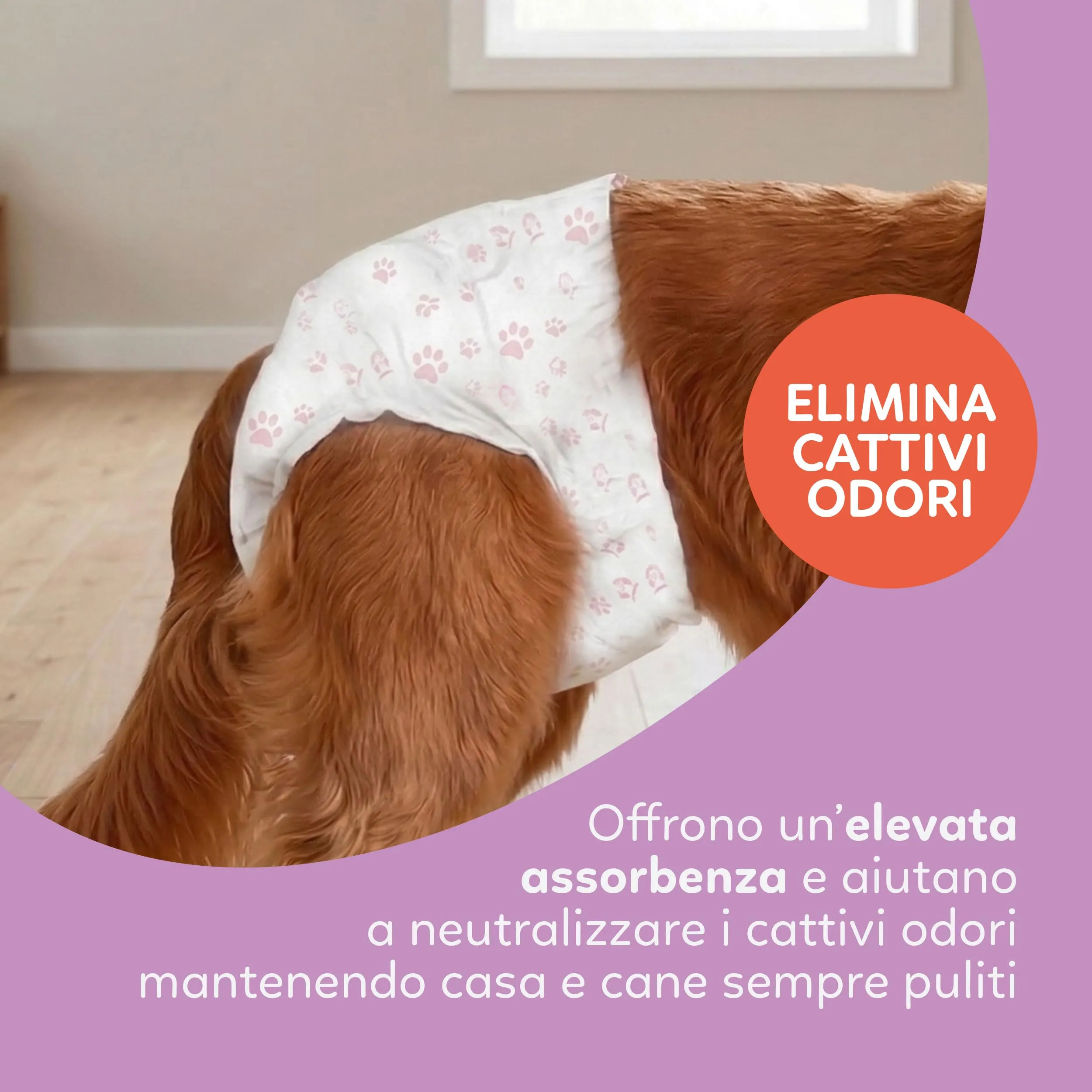 Aqpet Pannolini Igienici a Mutanda per Cani Femmine, Taglia Large 520x320mm, Confezione da 30 Pezzi - immagine 3