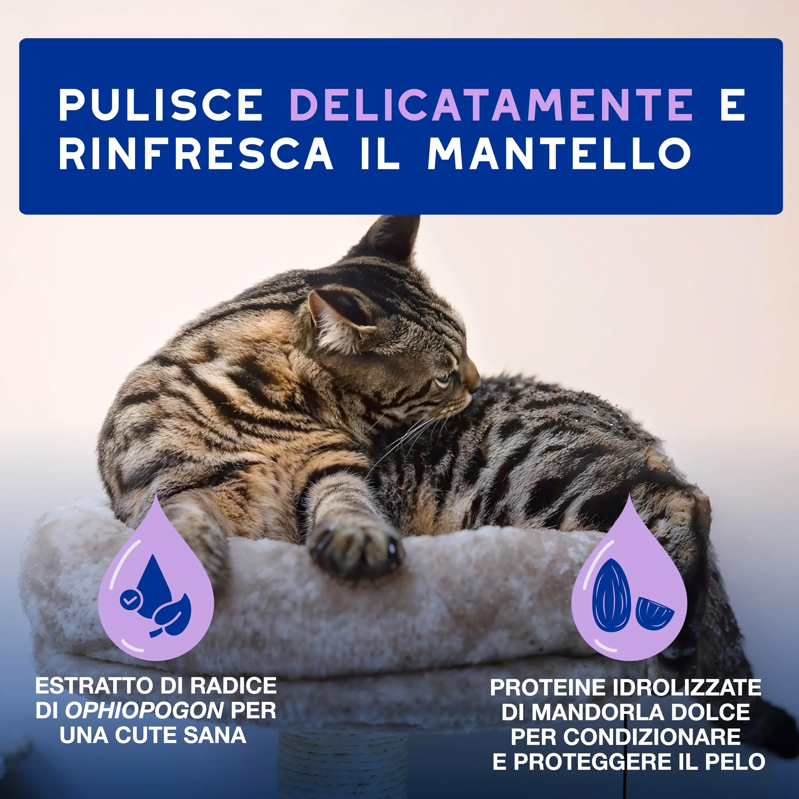 DOUXO Skin & Coat SPA Mousse Detergente Senza Risciacquo per Gatti, 150ml - immagine 2