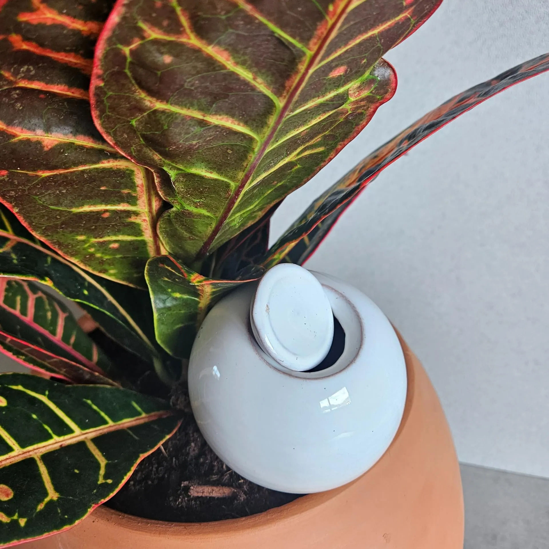 Ollas Lutton Mini Plant Olla, Terracotta Irrigazione per Piante in Vaso, 0,44 pt, Bianco - immagine 6