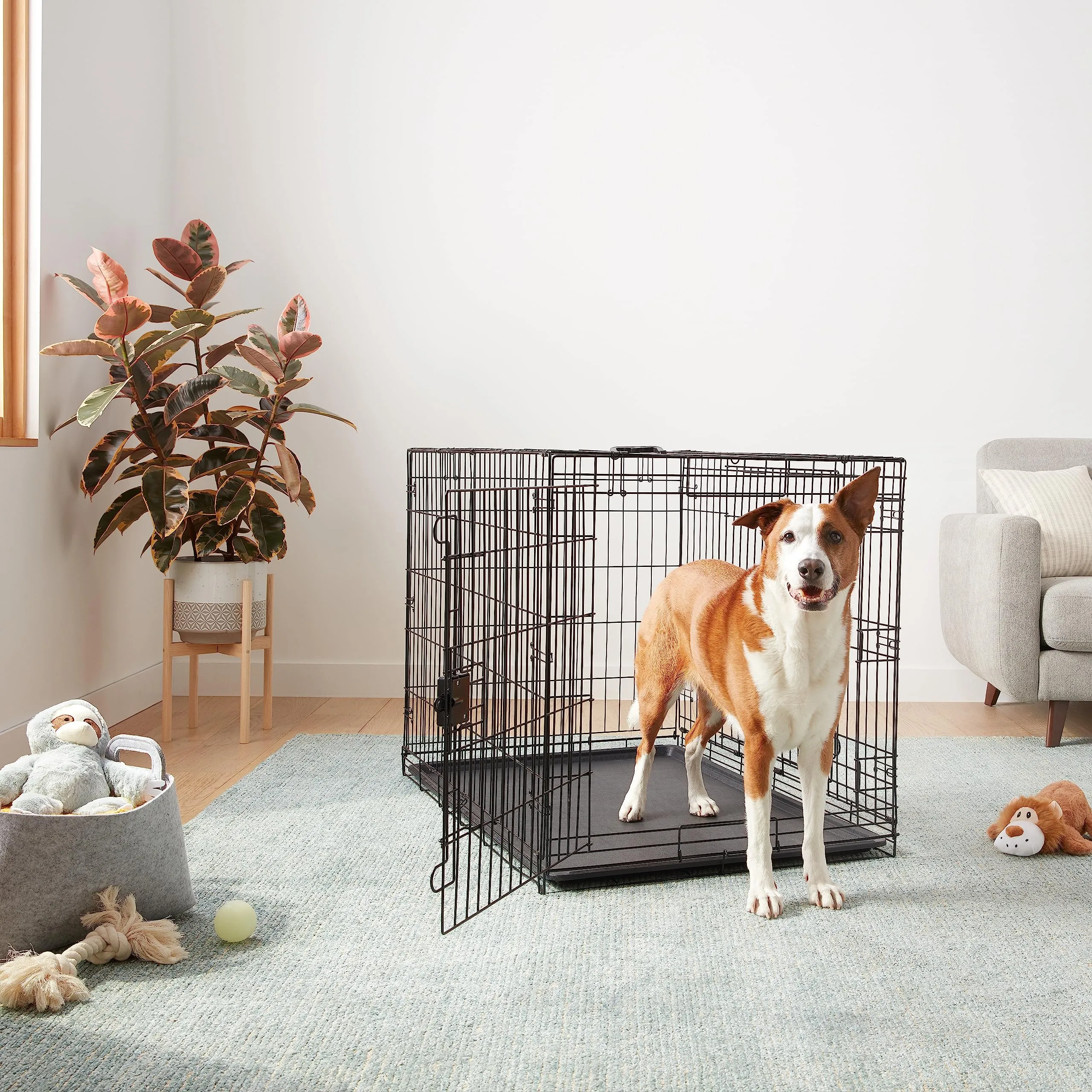 Amazon Basics Gabbia per cani in metallo pieghevole con vassoio rimovibile e doppio sportello, Nero, 106.7 x 71.1 x 76.2 cm - immagine 6